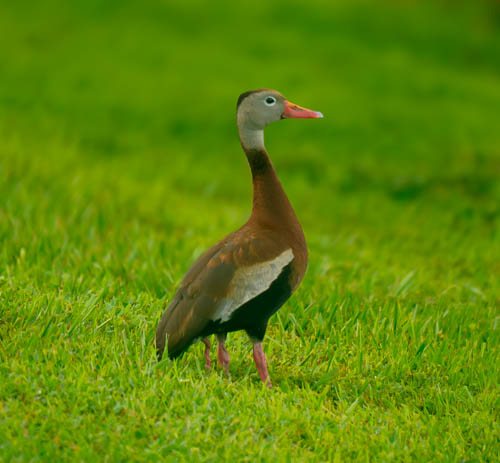Black Bellied Whistling Duck