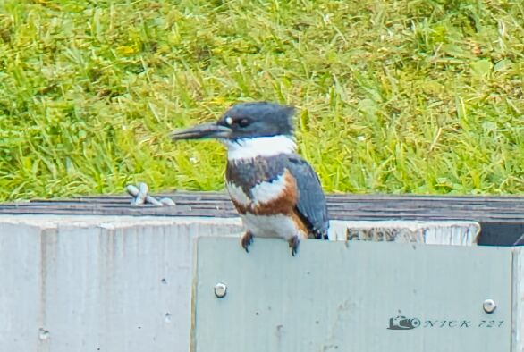 Reflective Spoonbill