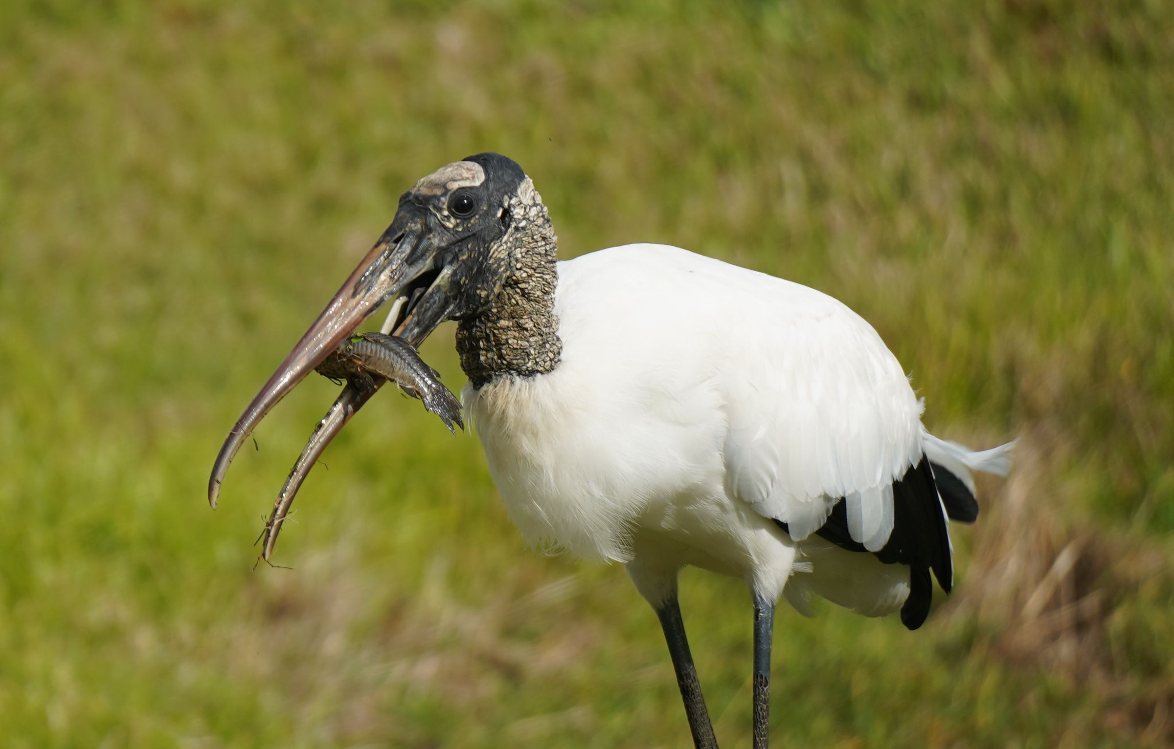 Ugly Duckling