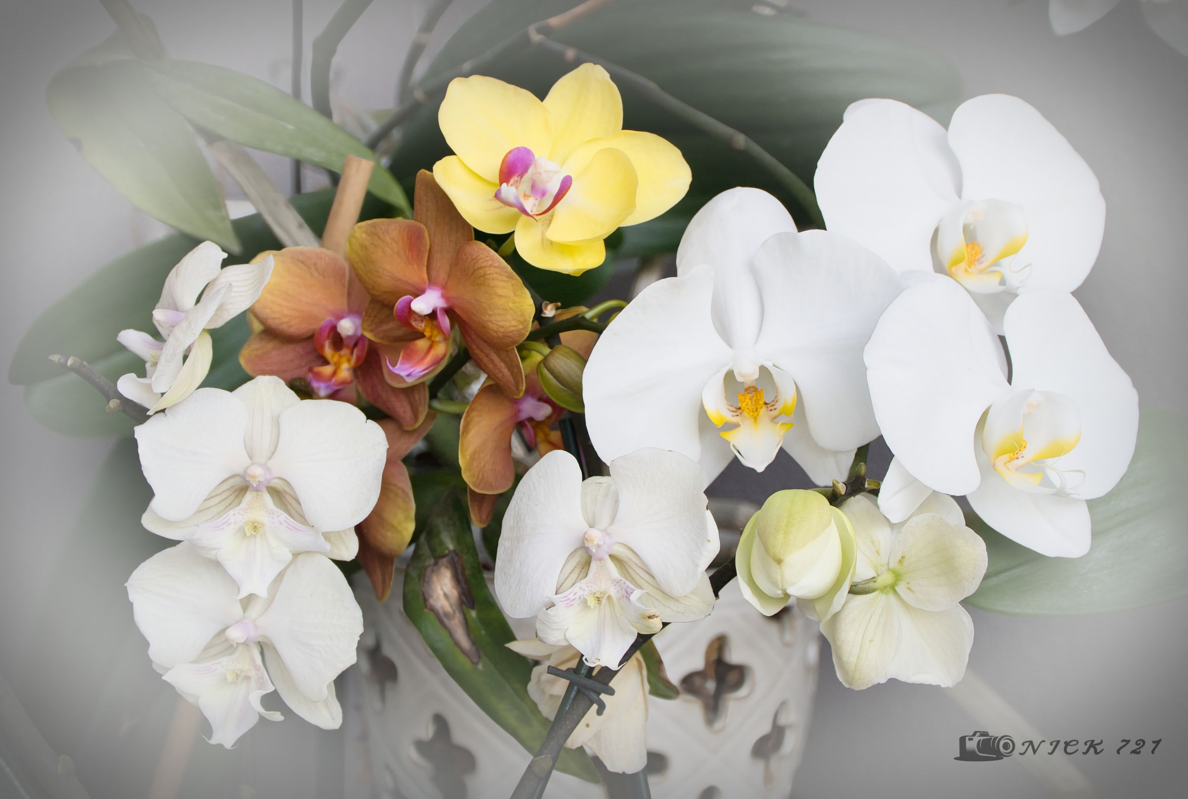 Orchid Boque