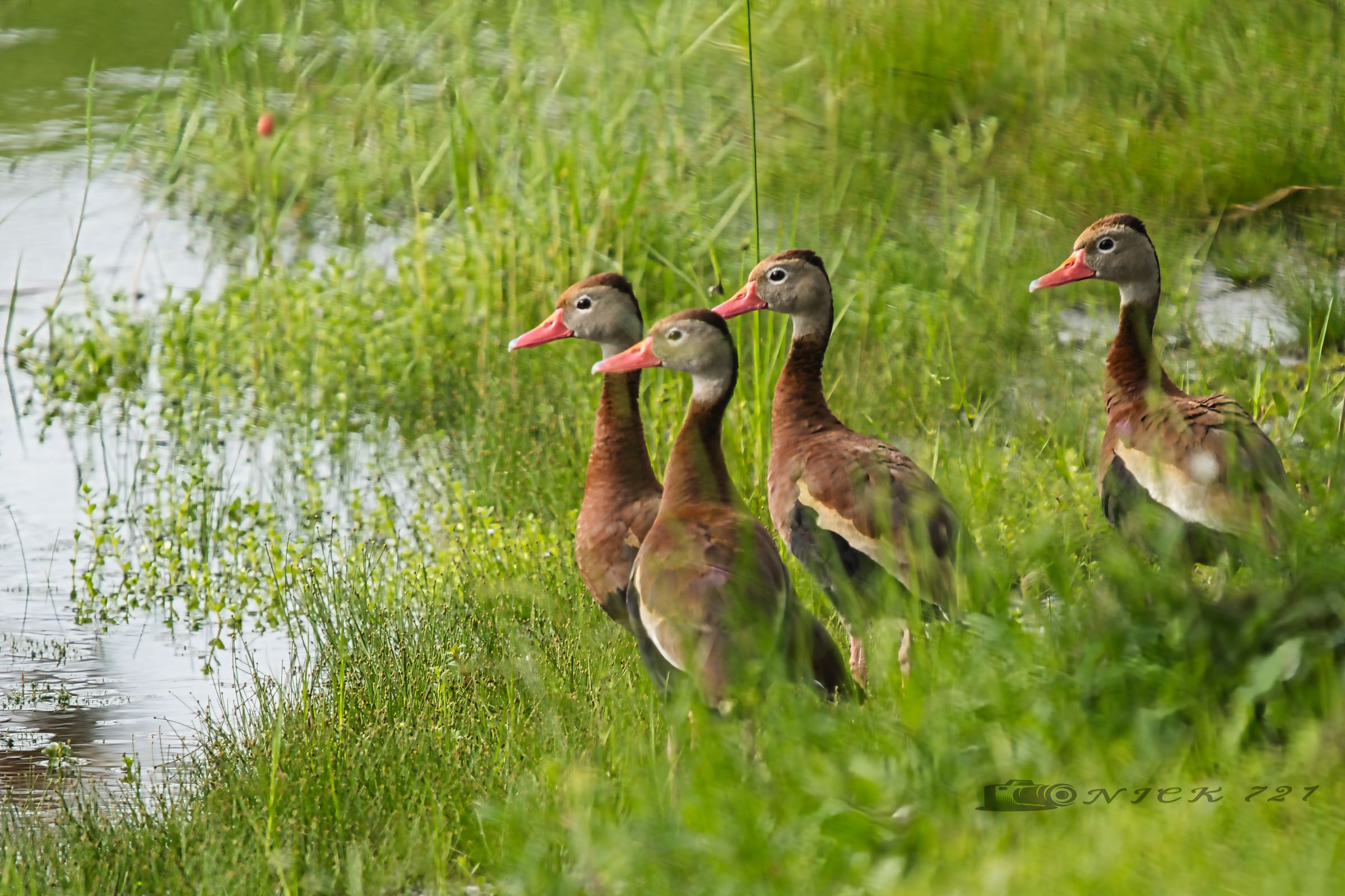 Adults on Guard