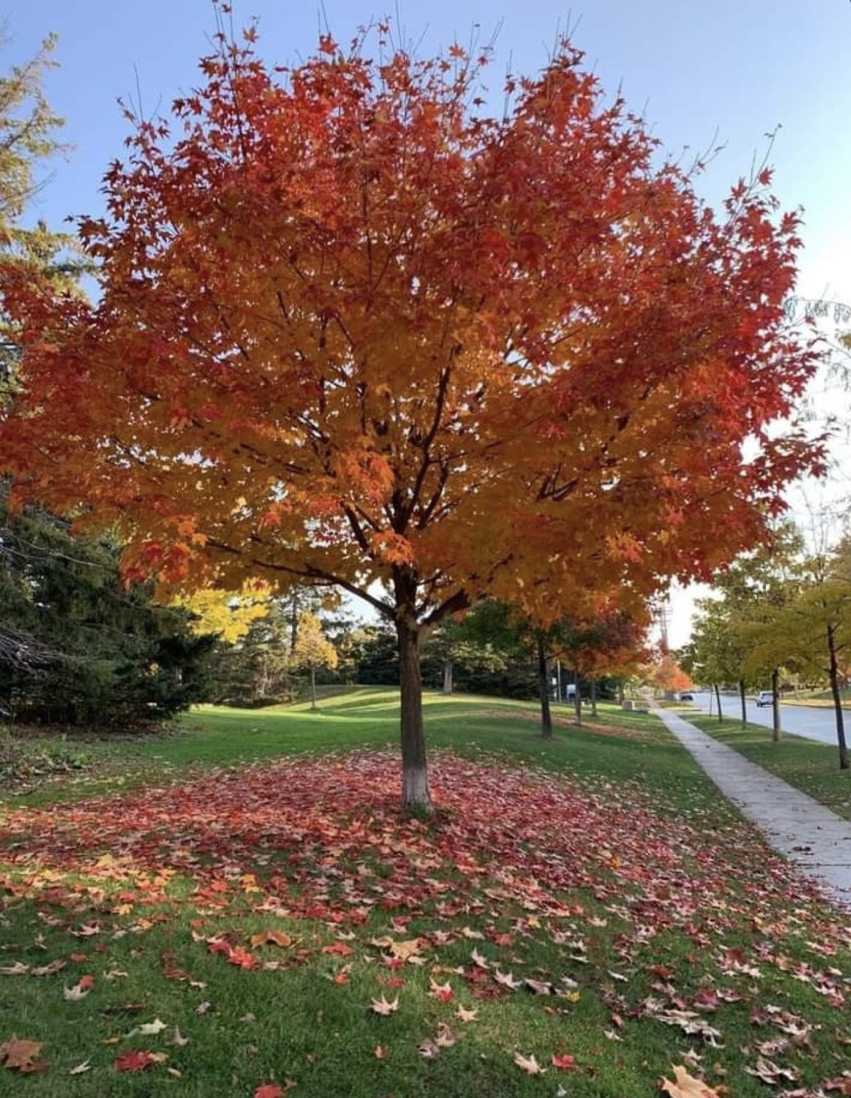 Evergreen Landscaping's image