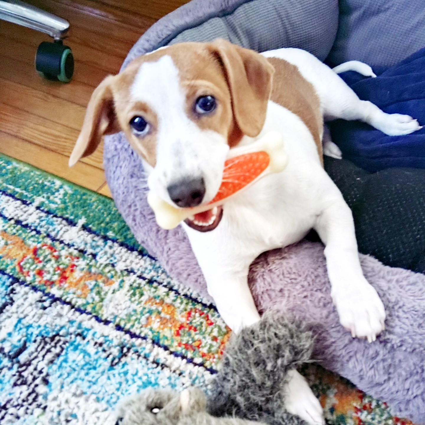 Flaherty for Delegate's image