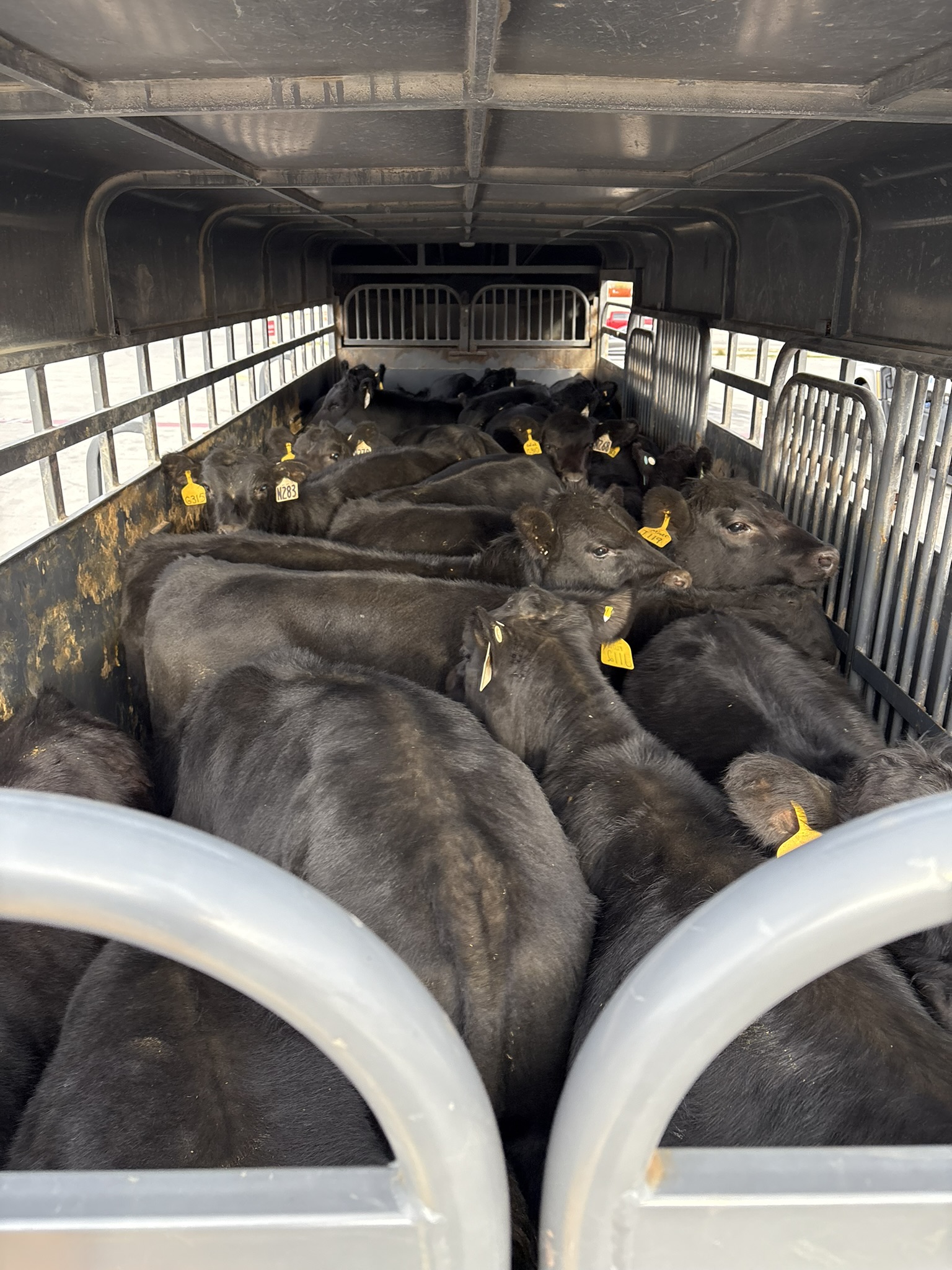 Lazy Swede Ranch's image