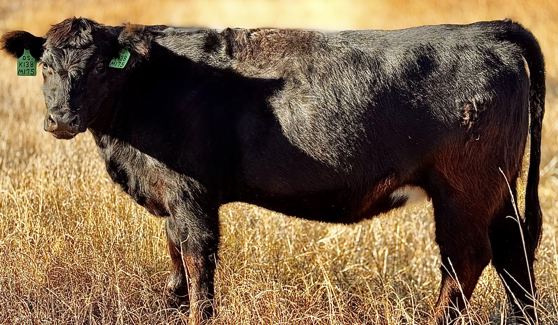 Lazy Swede Ranch's image