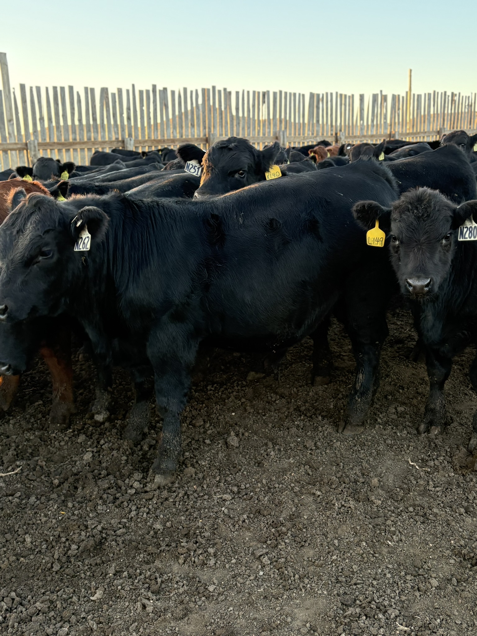 Lazy Swede Ranch's image