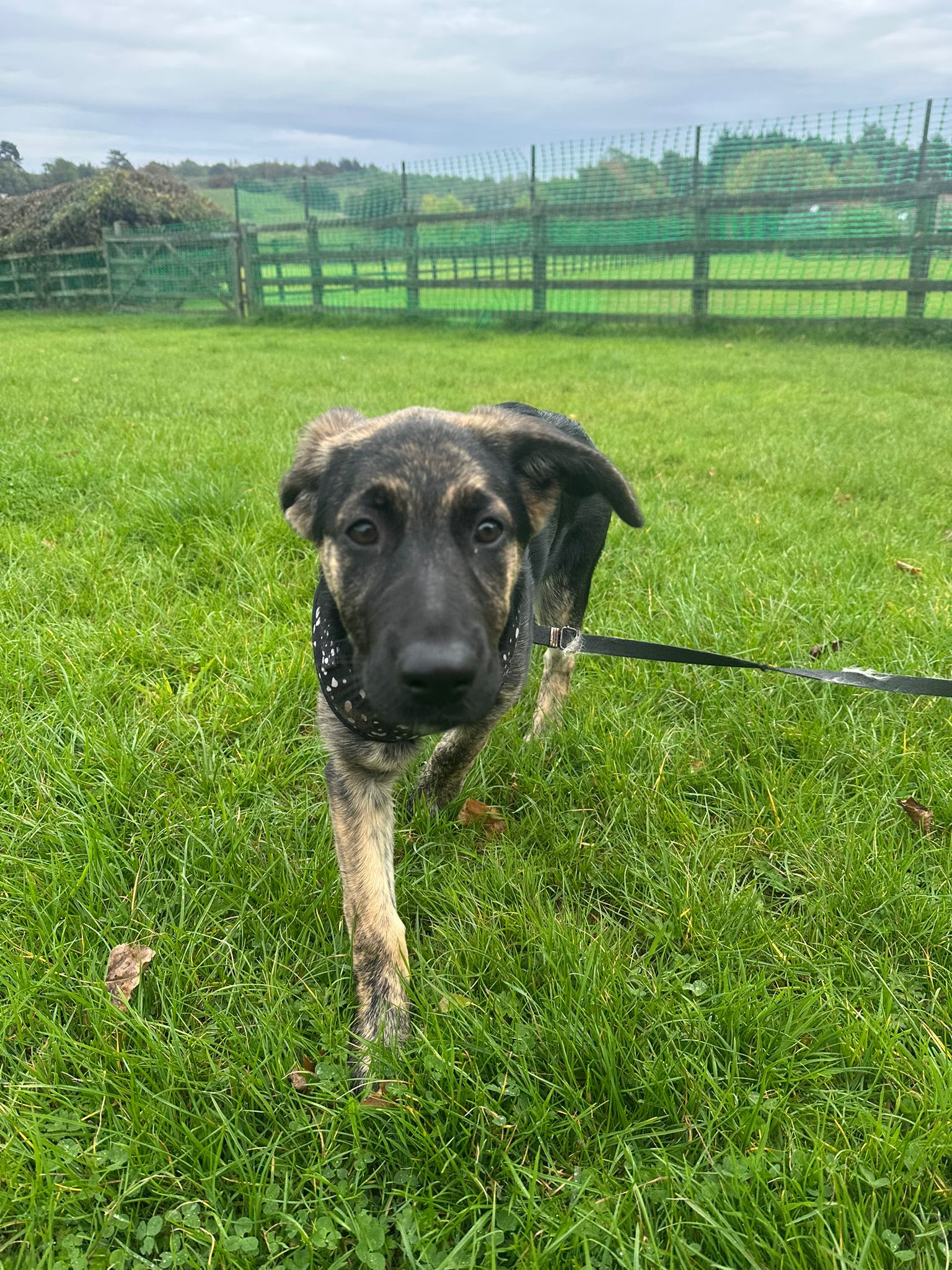 Miesha 🐾