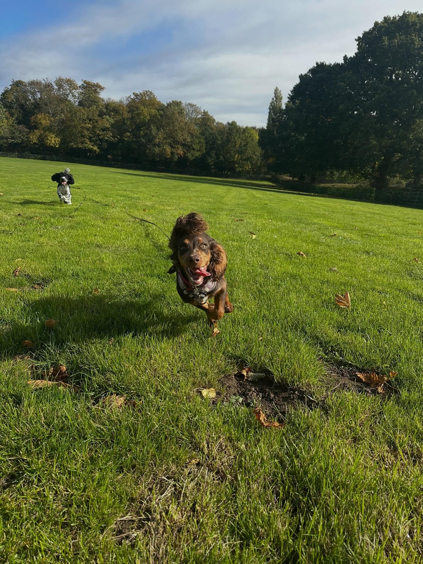 Dora 🐾