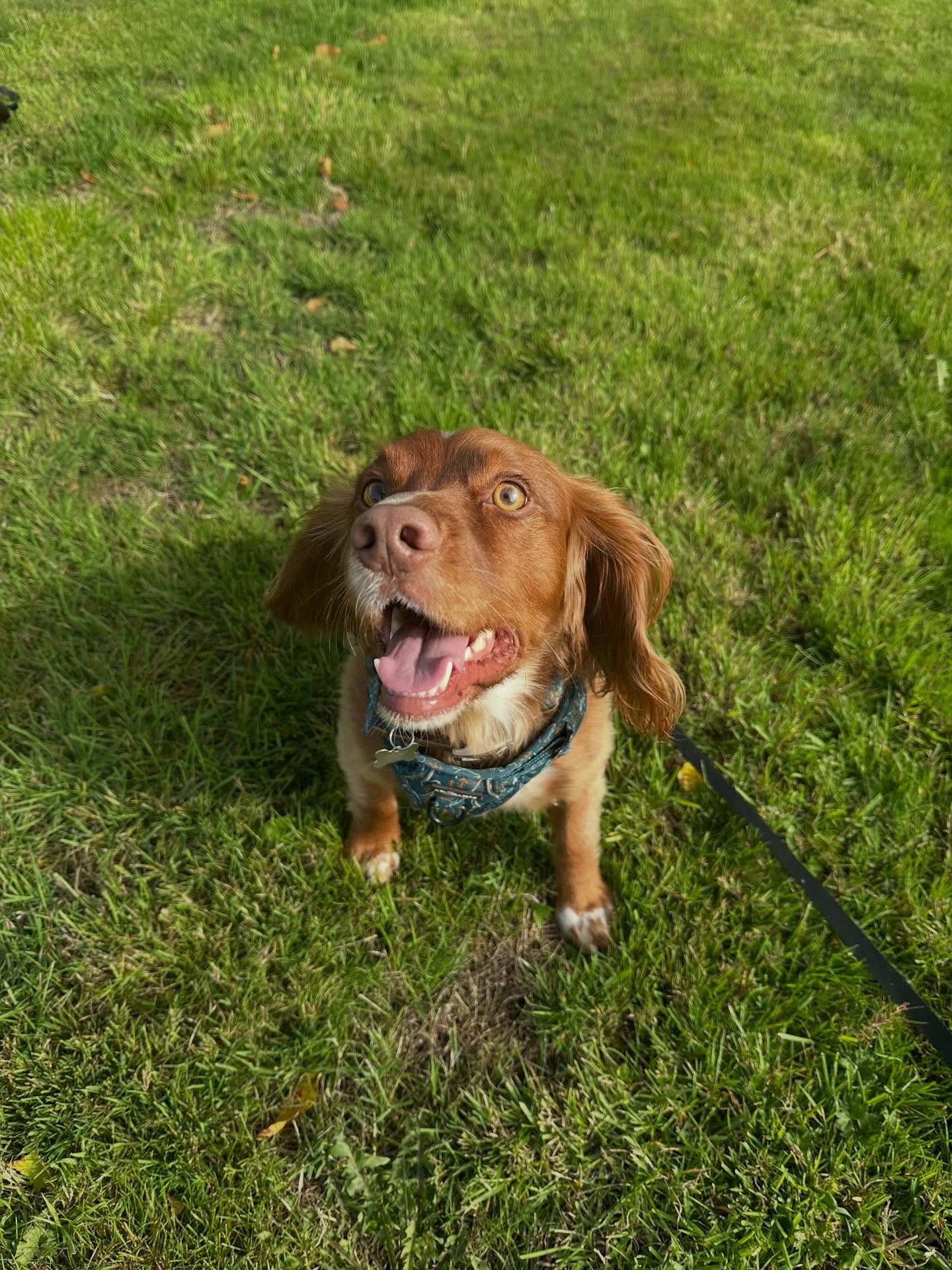 Ziggy 🐾