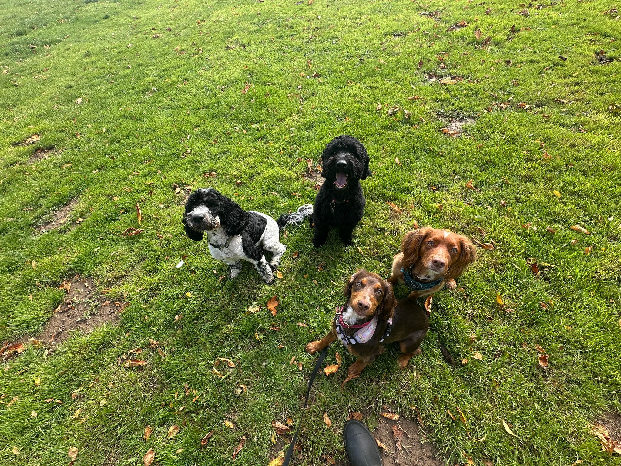 Running Wild Pet Services's image
