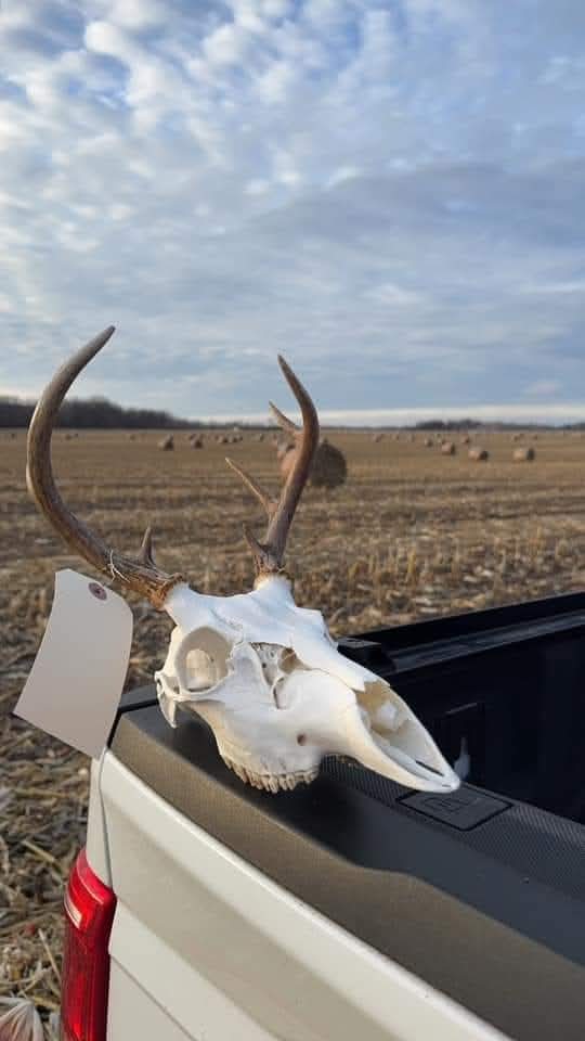 Arnold Taxidermy's image