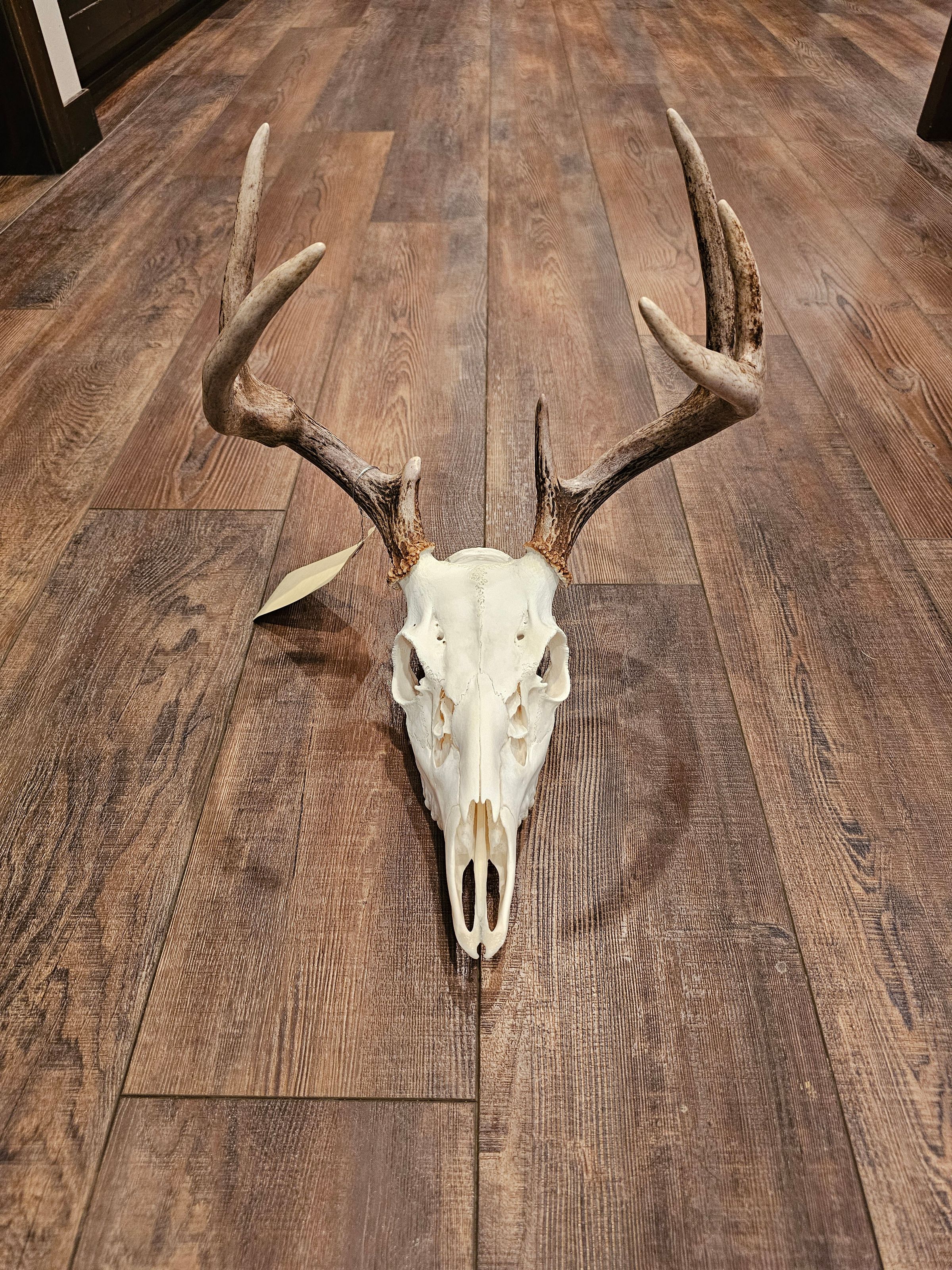 Arnold Taxidermy's image