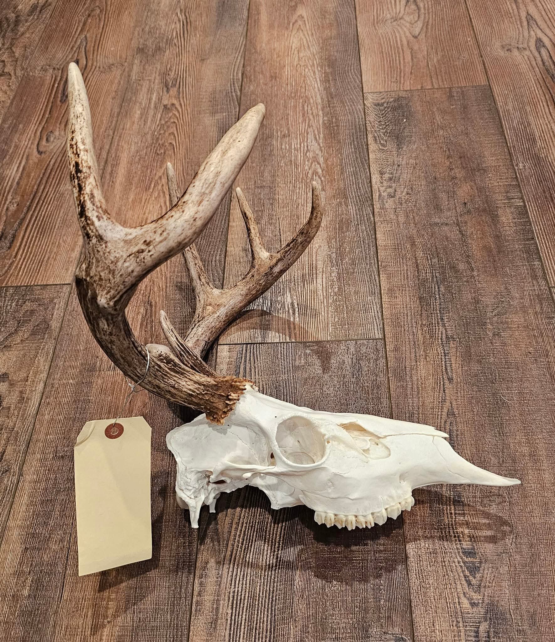 Arnold Taxidermy's image