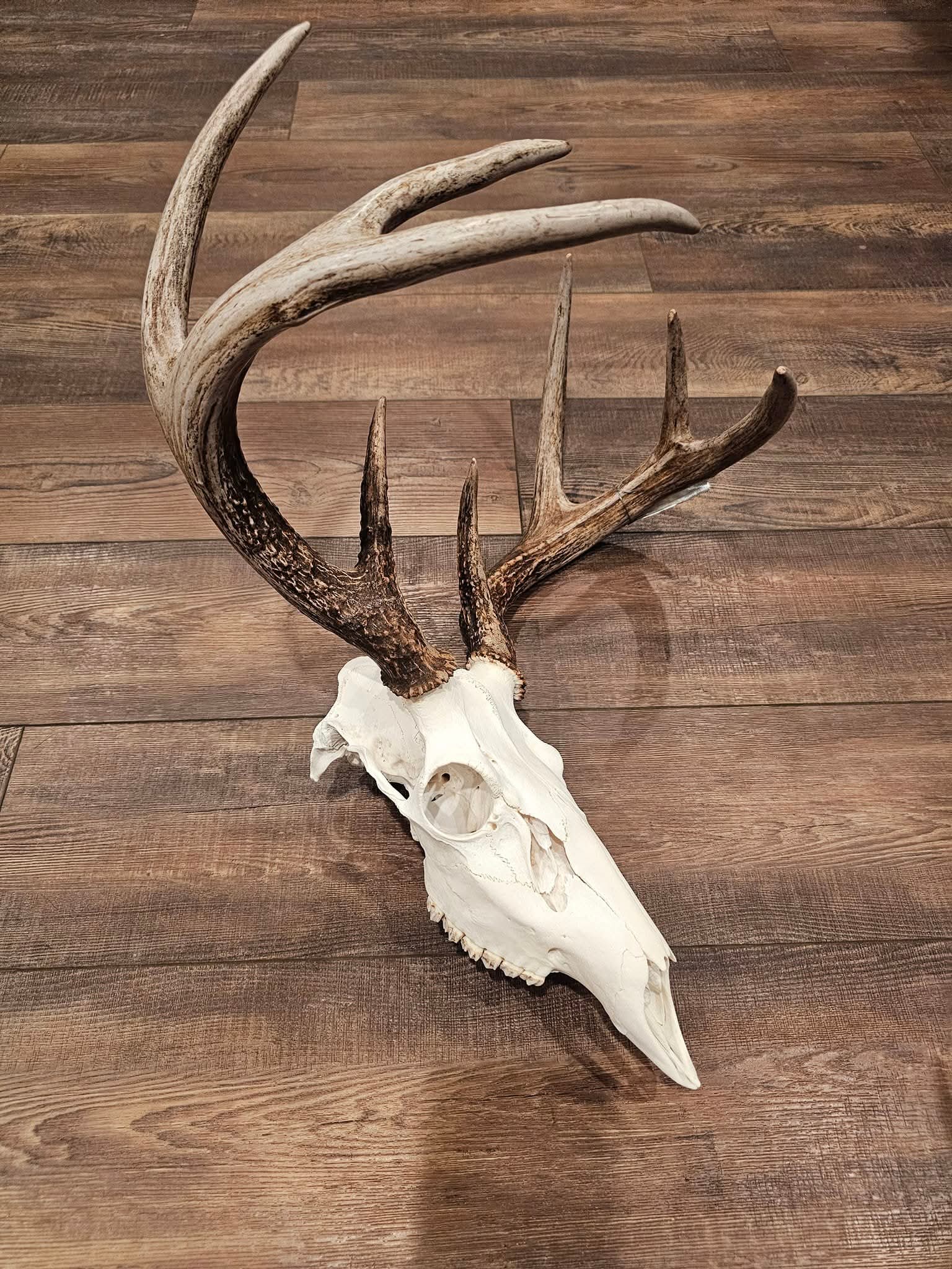 Arnold Taxidermy's image