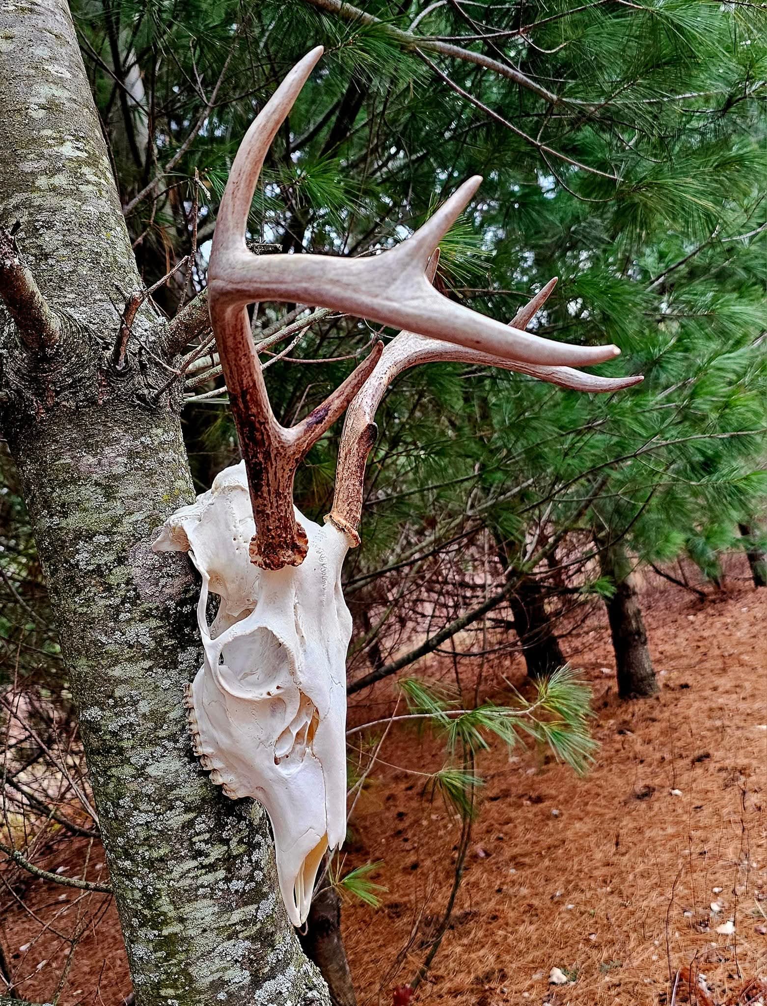 Arnold Taxidermy's image