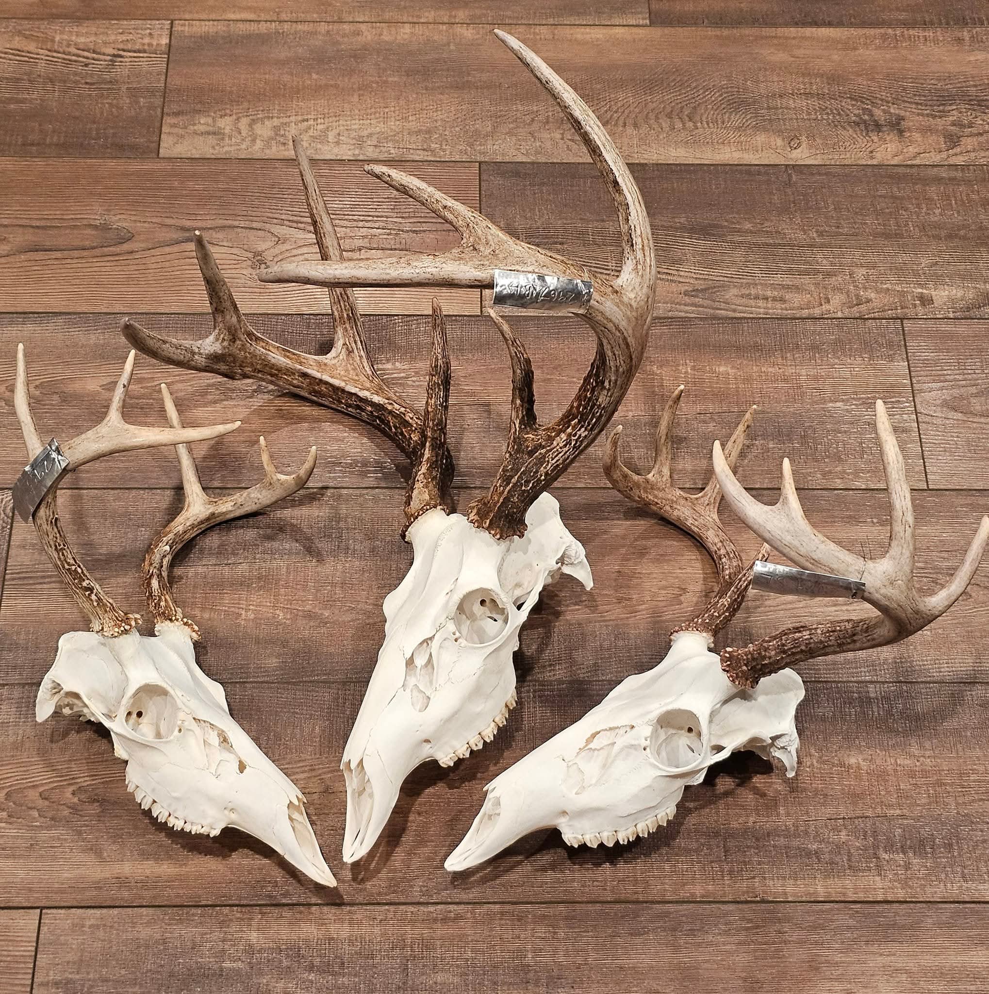 Arnold Taxidermy's image