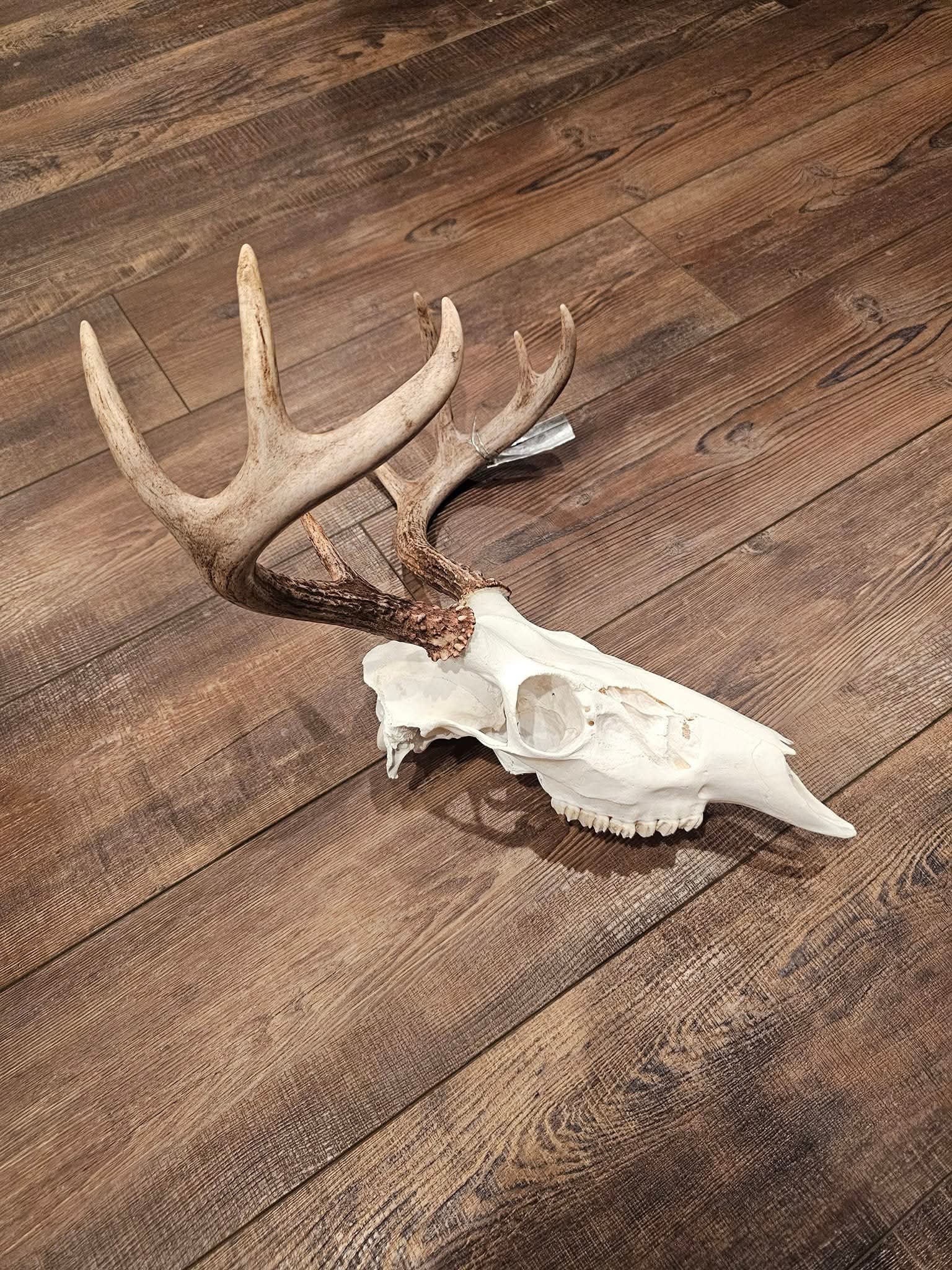 Arnold Taxidermy's image