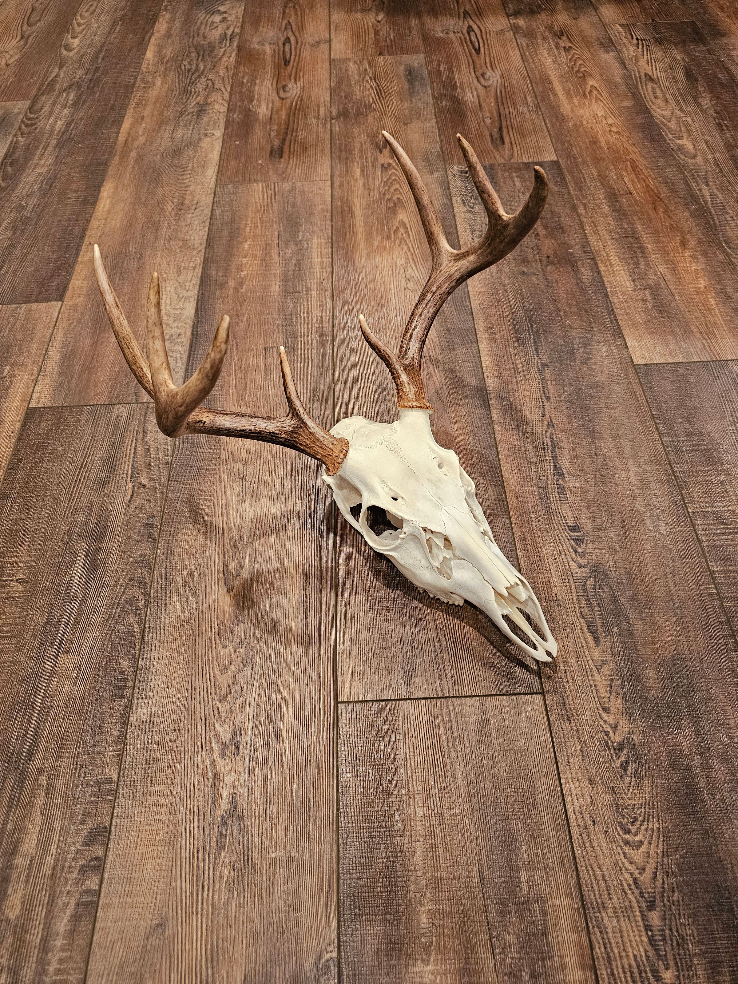 Arnold Taxidermy's image