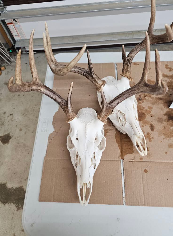 Arnold Taxidermy's image