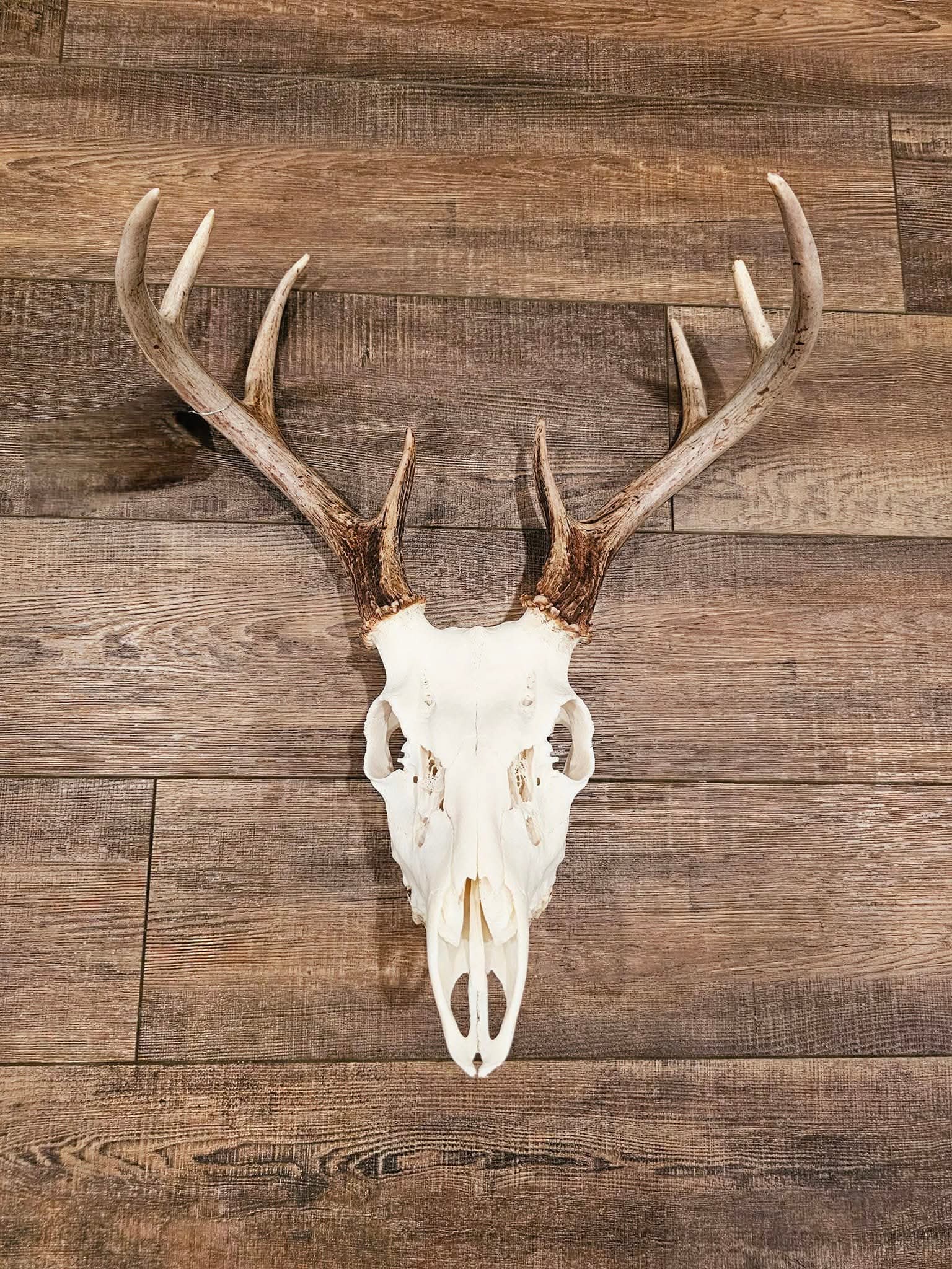 Arnold Taxidermy's image