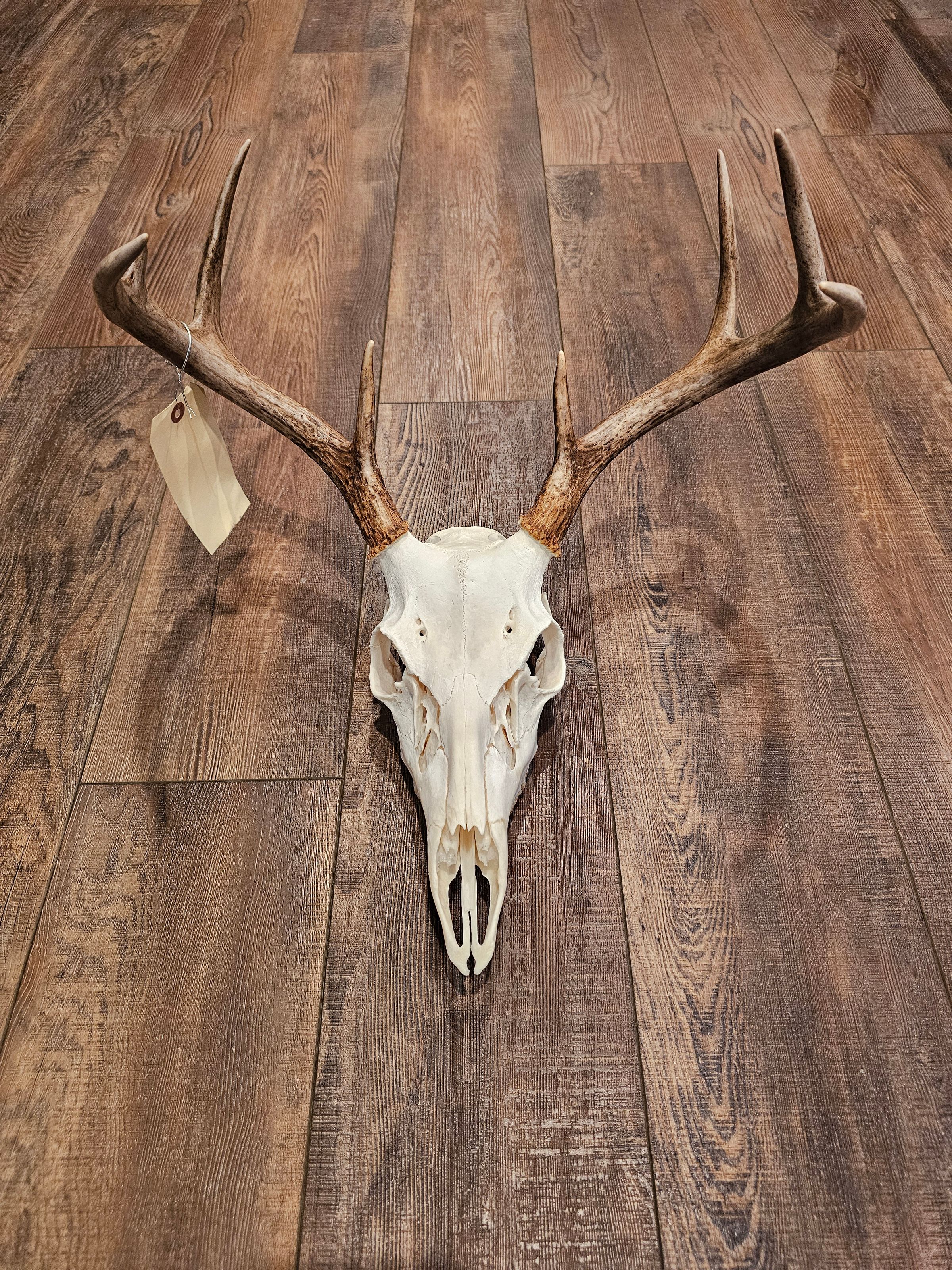 Arnold Taxidermy's image