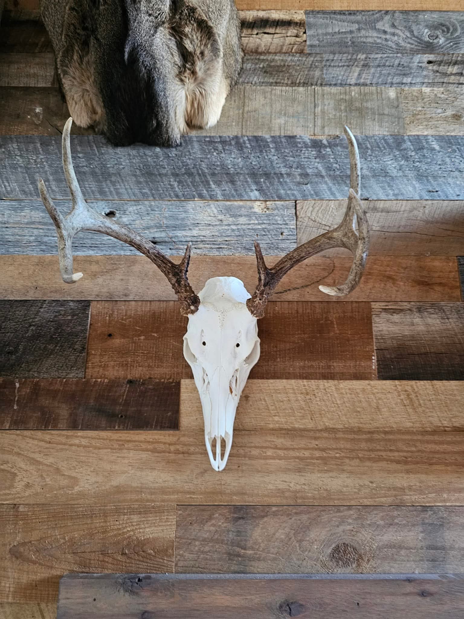 Arnold Taxidermy's image