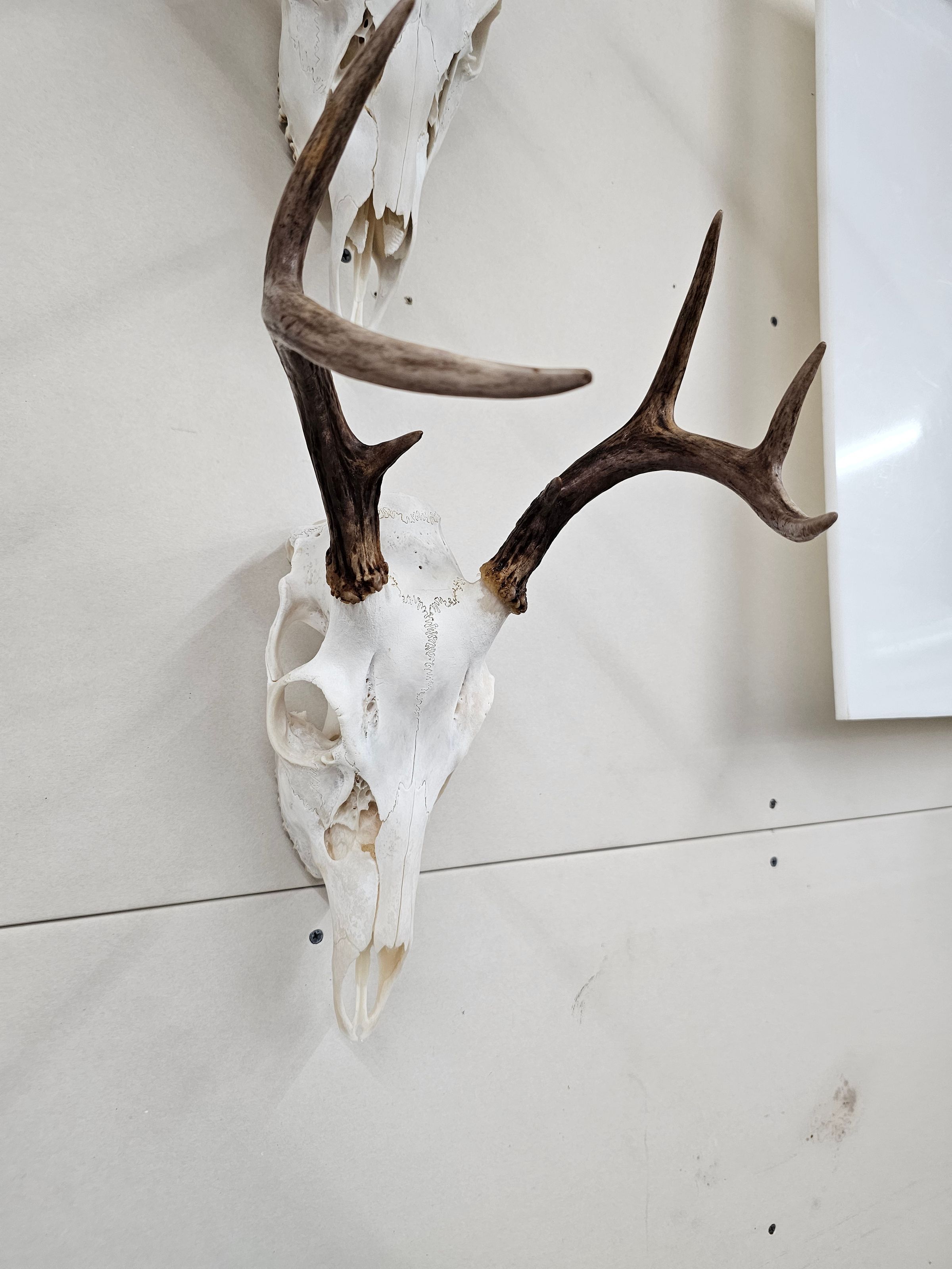 Arnold Taxidermy's image