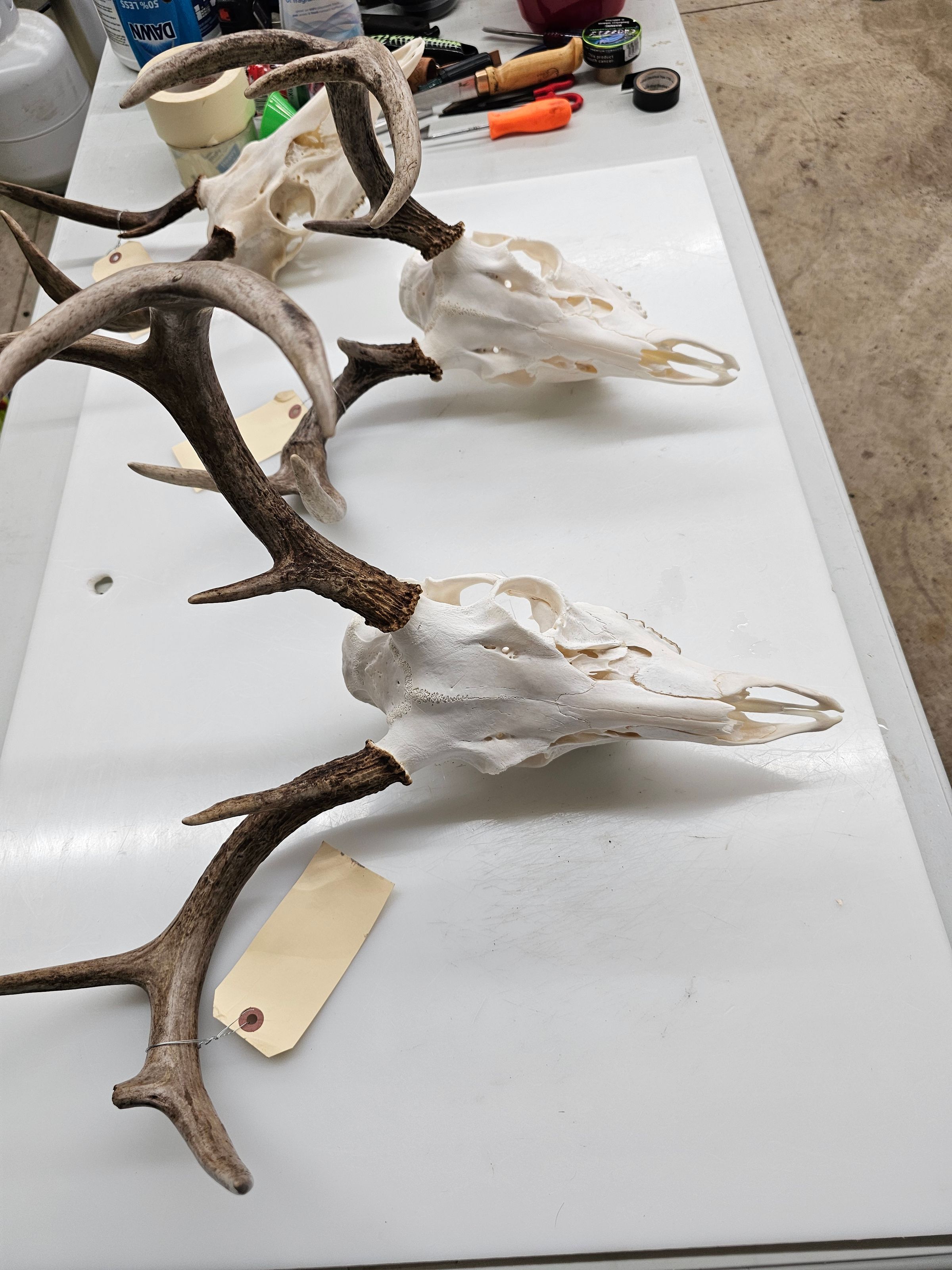 Arnold Taxidermy's image