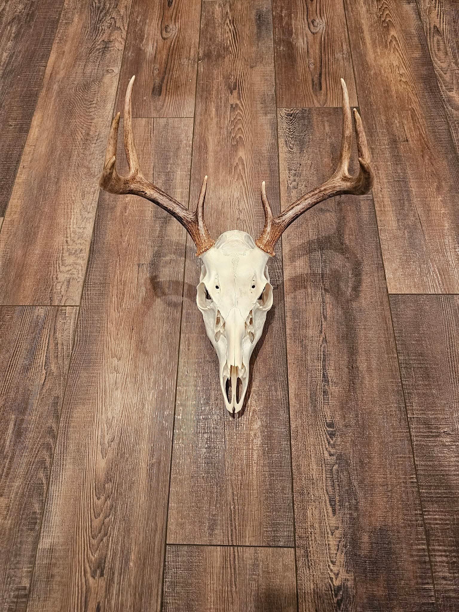 Arnold Taxidermy's image