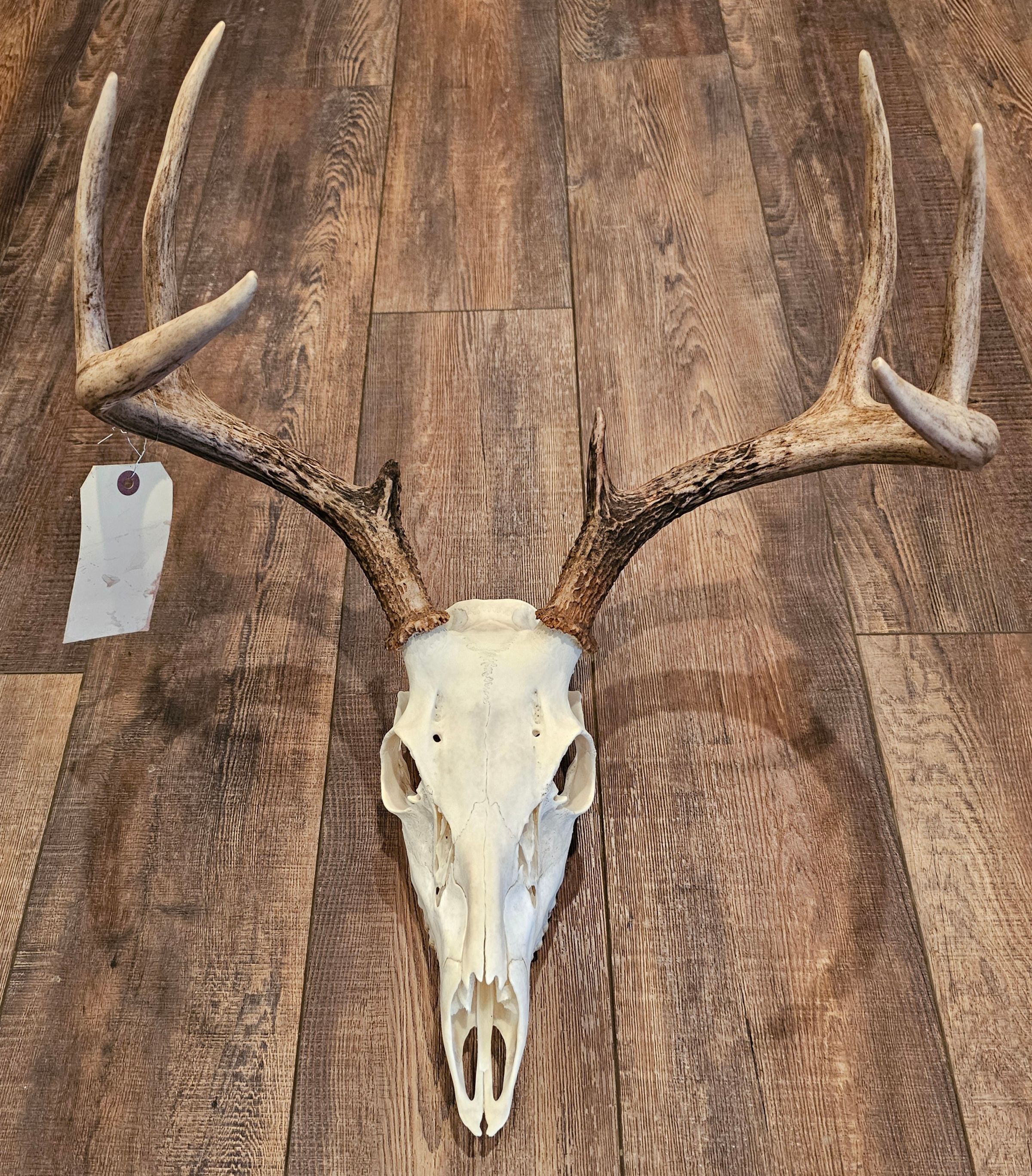 Arnold Taxidermy's image