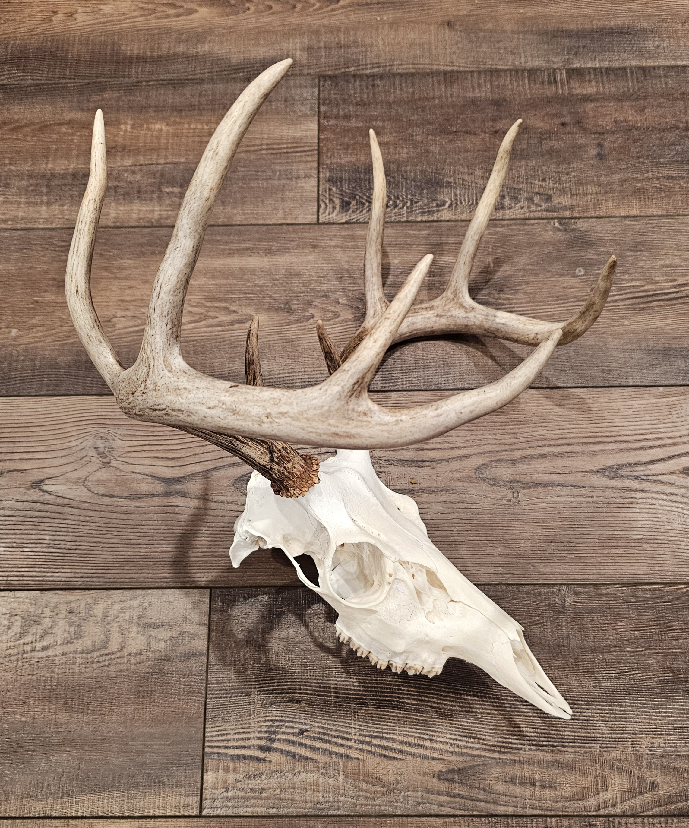 Arnold Taxidermy's image