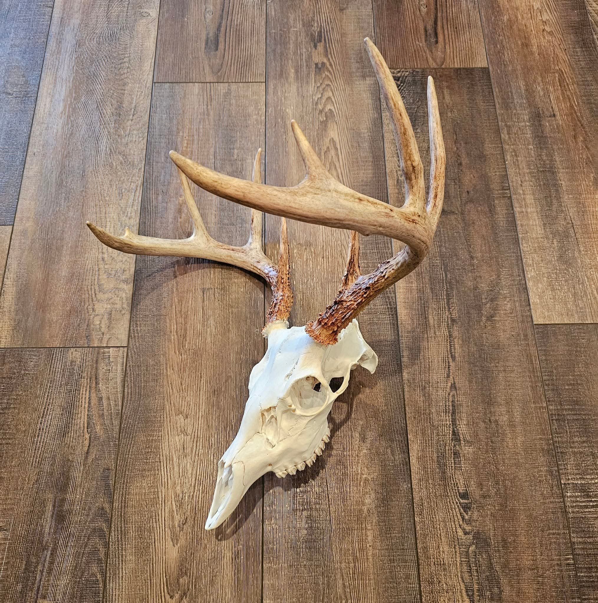 Arnold Taxidermy's image