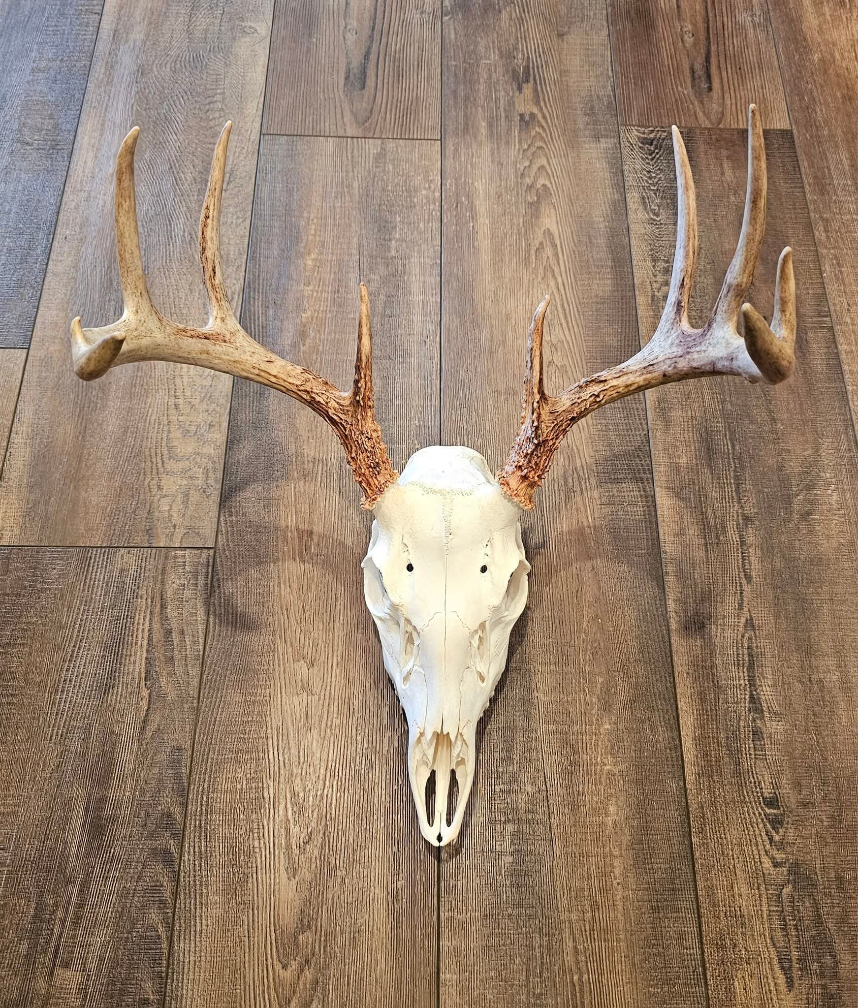 Arnold Taxidermy's image