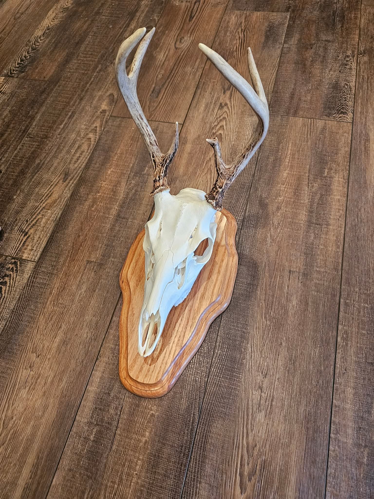 Arnold Taxidermy's image