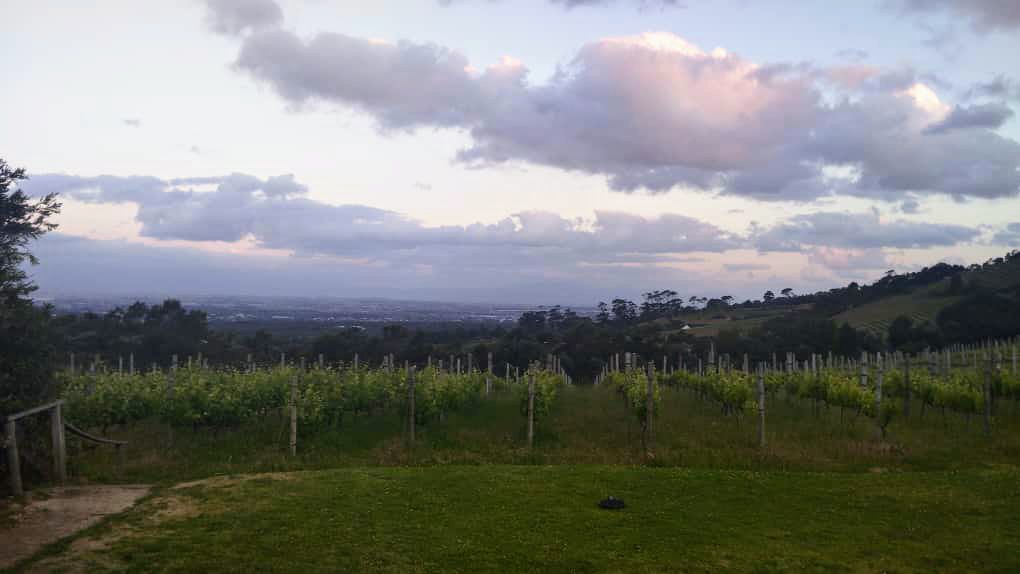 Wine route in Stellenbosch 