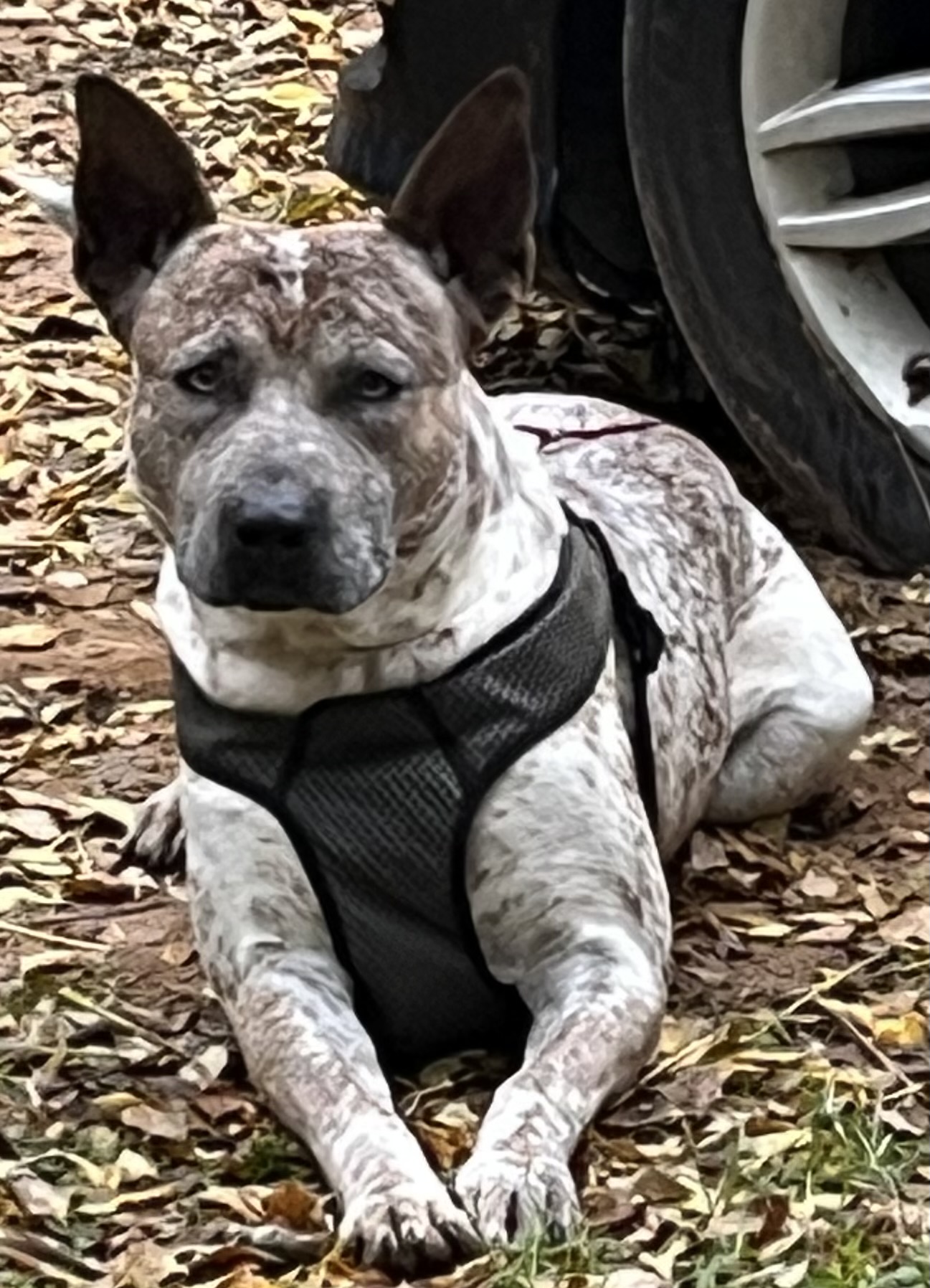 Lucky Dog Foster House & Baording's image