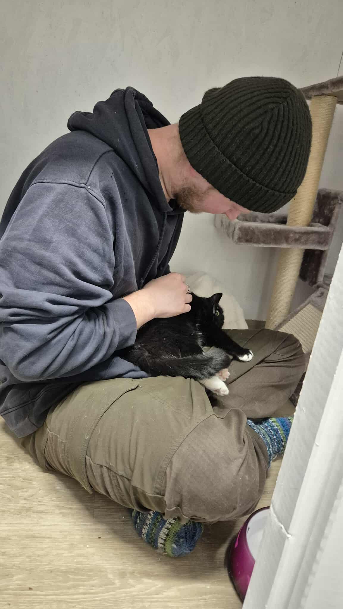 Omplasseringshjelpen for katter's image