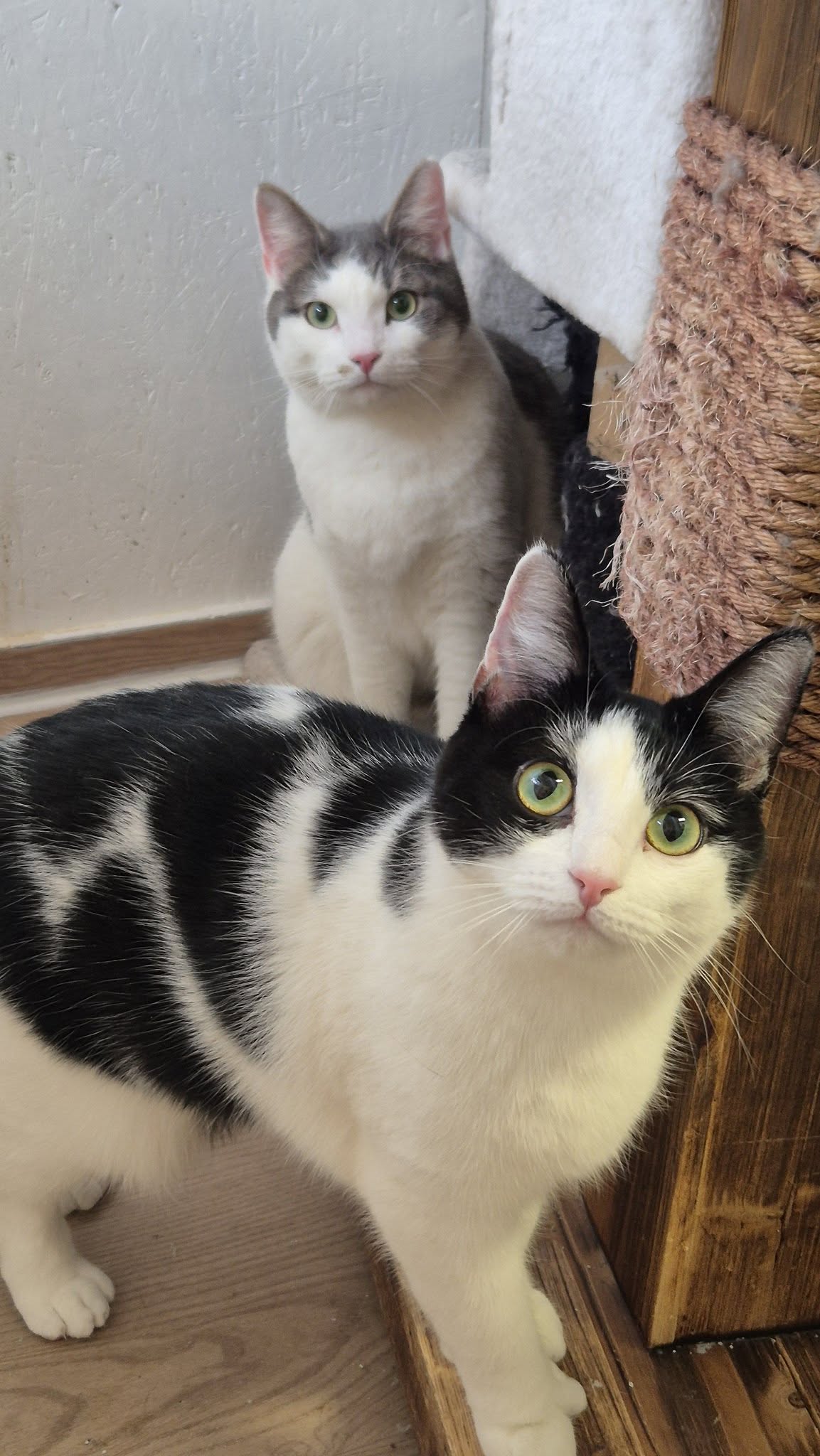 Omplasseringshjelpen for katter's image