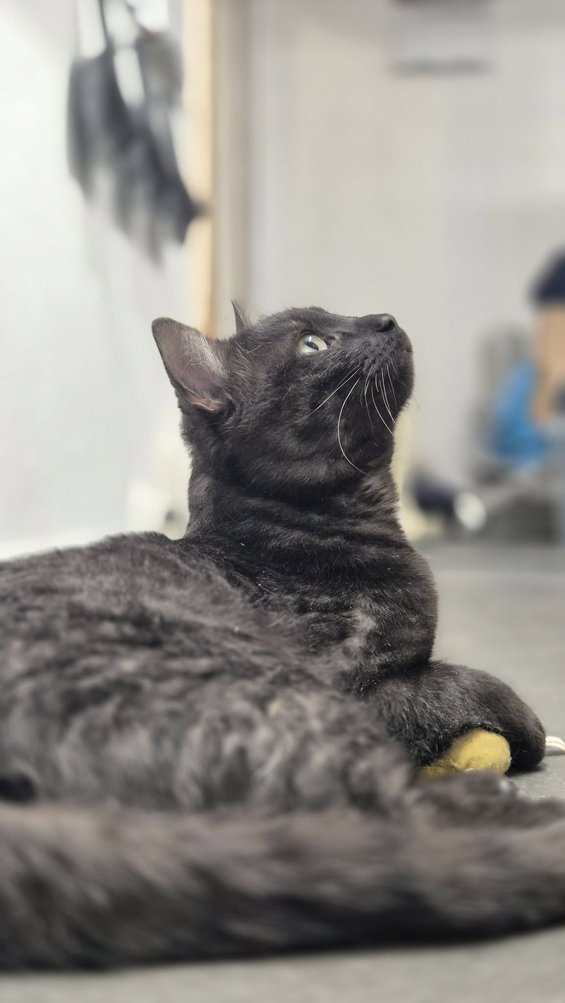 Omplasseringshjelpen for katter's image