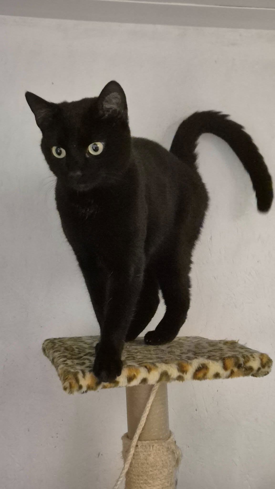 Omplasseringshjelpen for katter's image