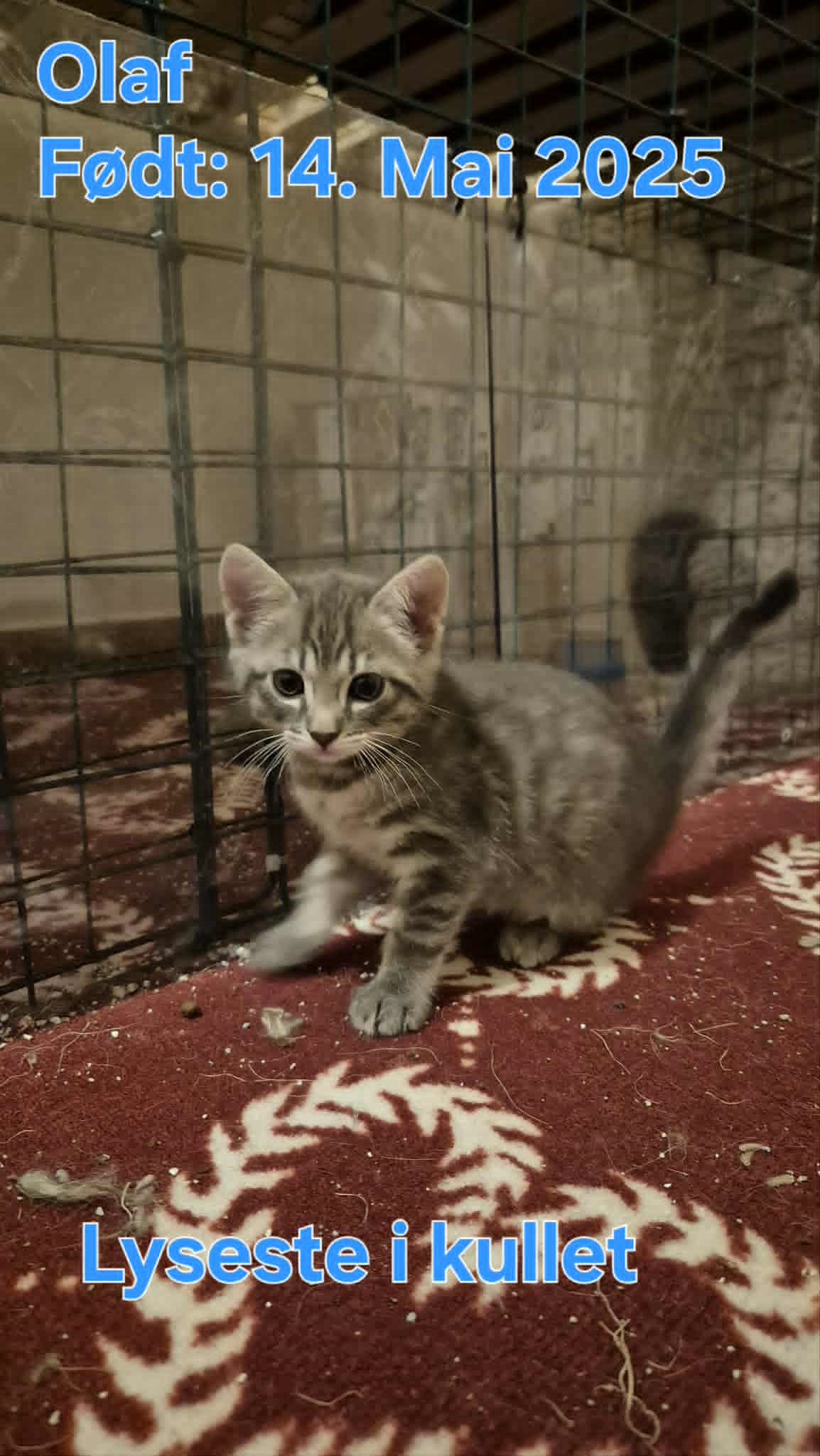 Omplasseringshjelpen for katter's image