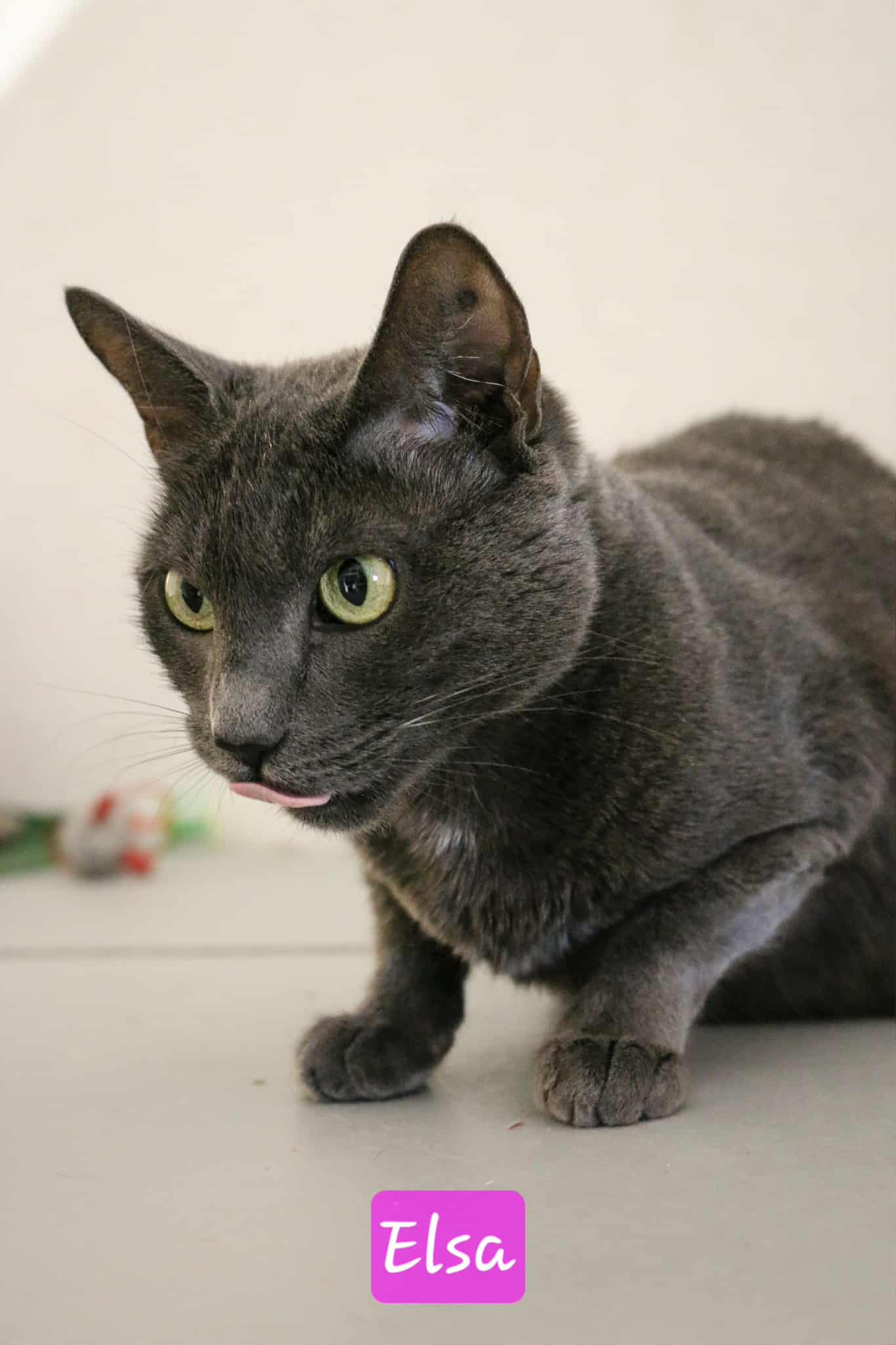 Omplasseringshjelpen for katter's image