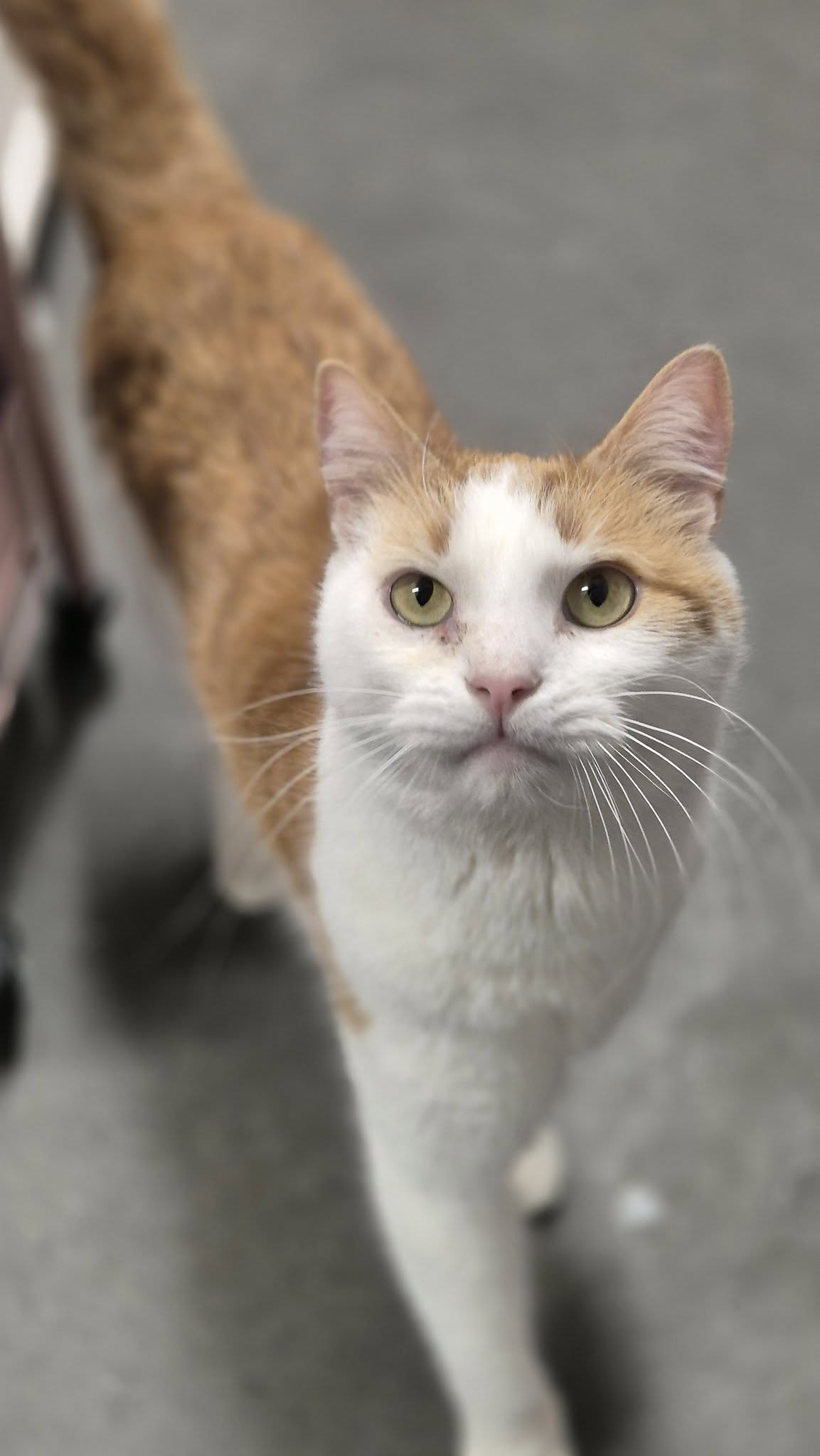 Omplasseringshjelpen for katter's image