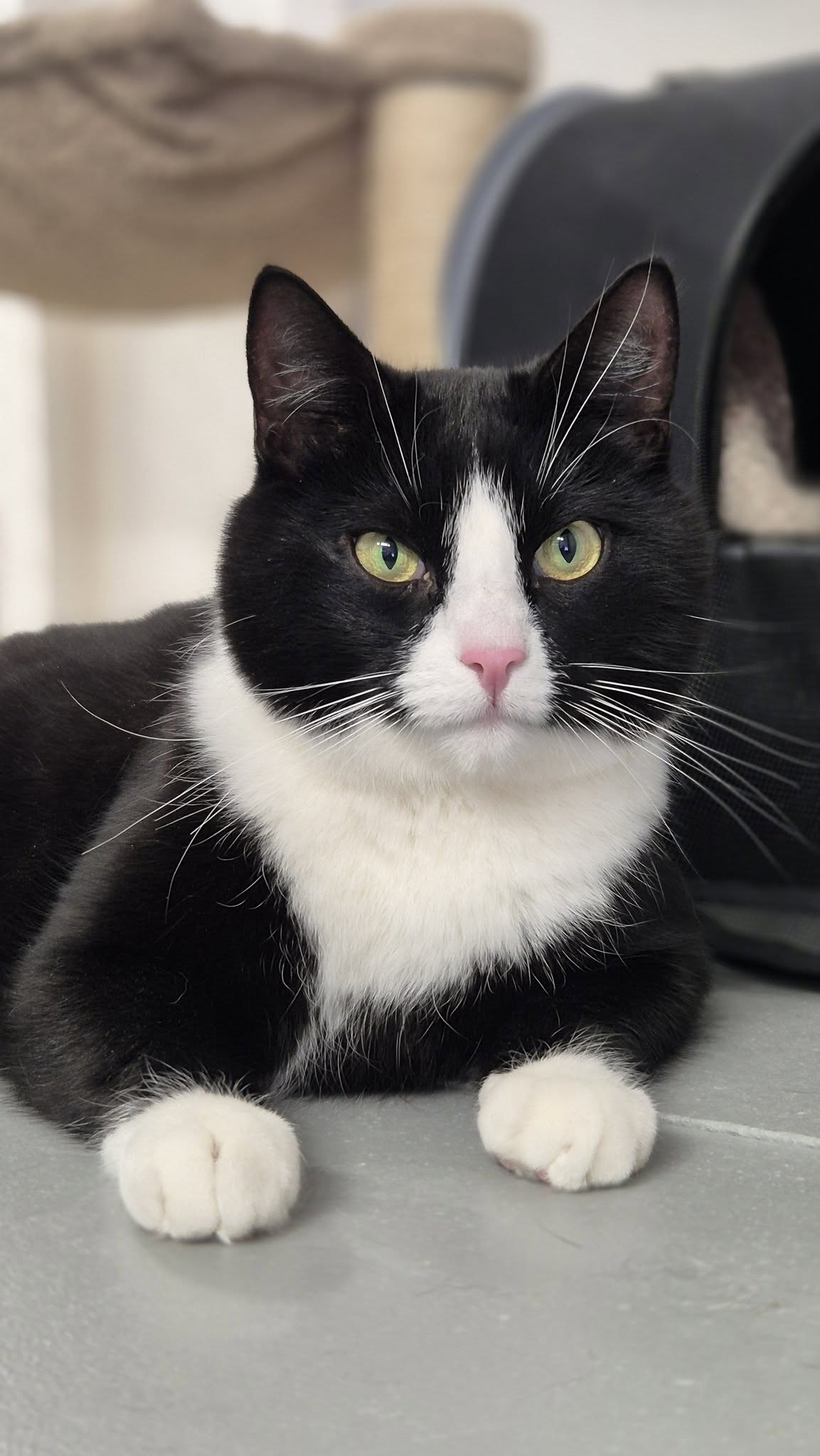 Omplasseringshjelpen for katter's image