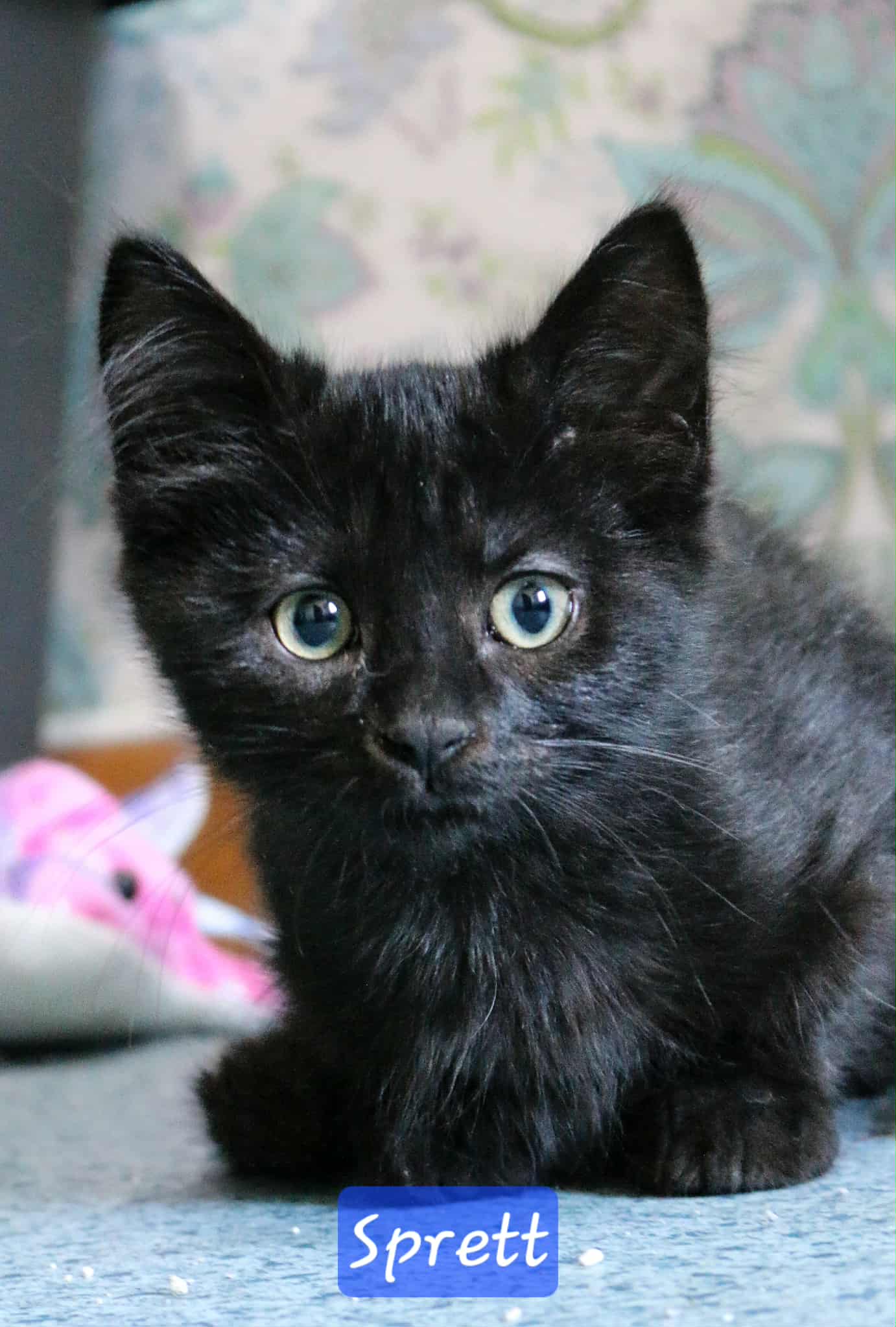 Omplasseringshjelpen for katter's image