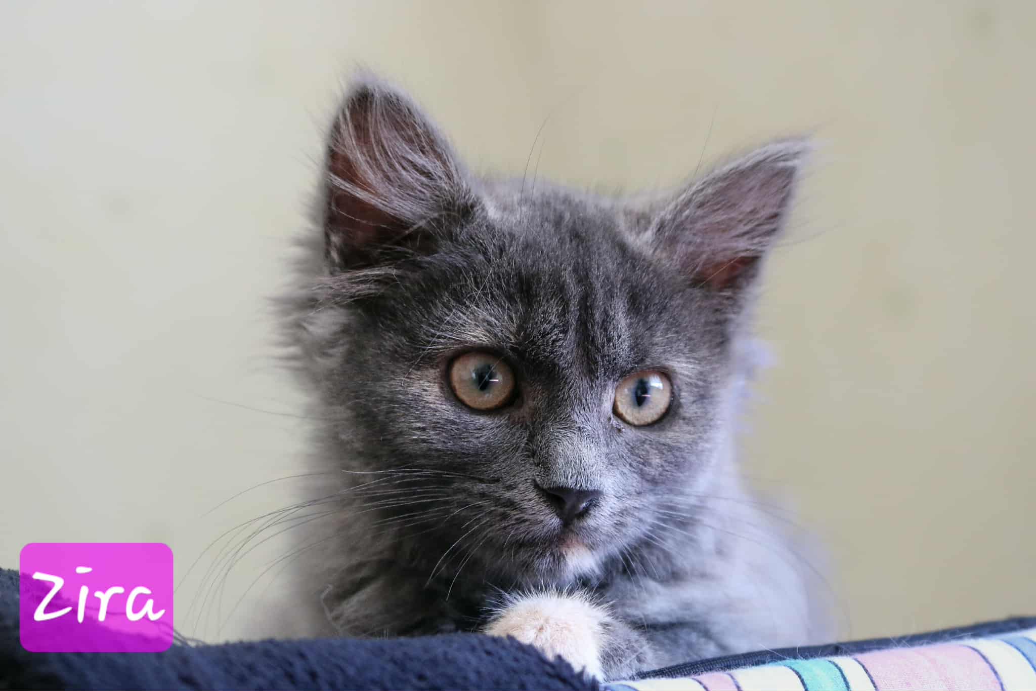 Omplasseringshjelpen for katter's image