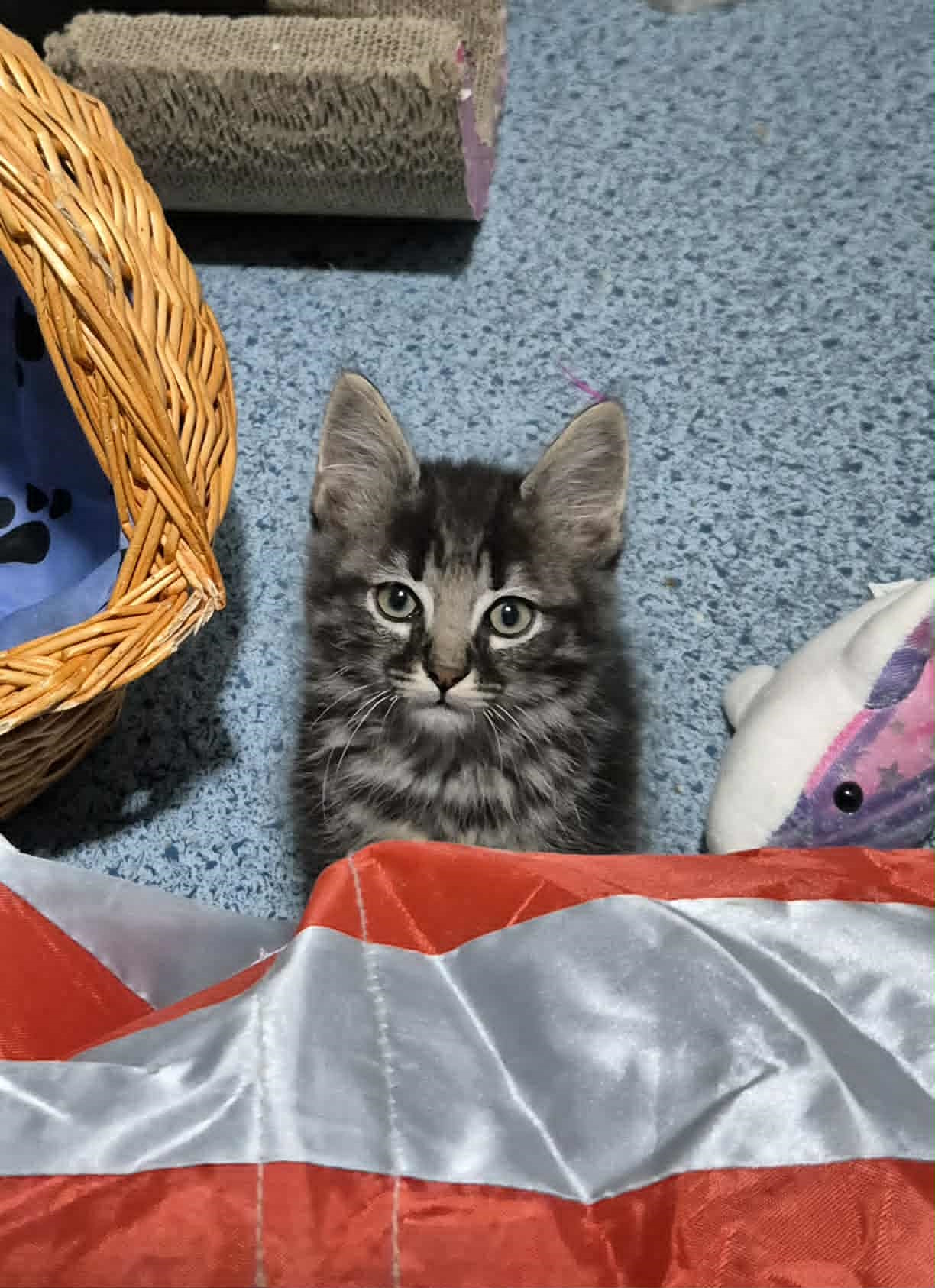 Omplasseringshjelpen for katter's image