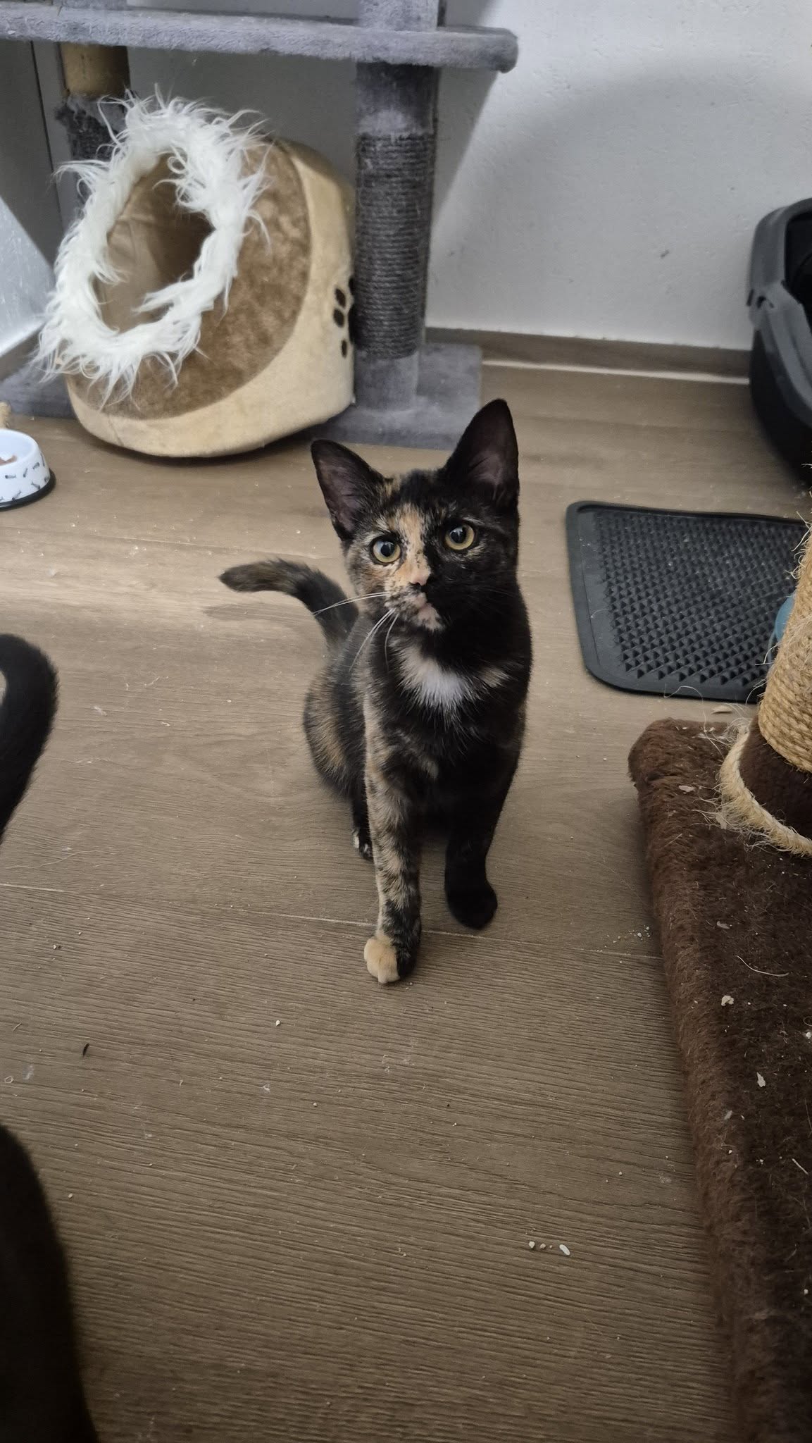 Omplasseringshjelpen for katter's image