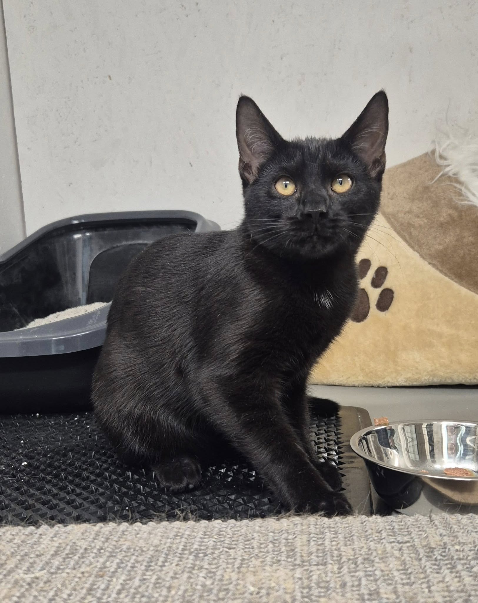 Omplasseringshjelpen for katter's image