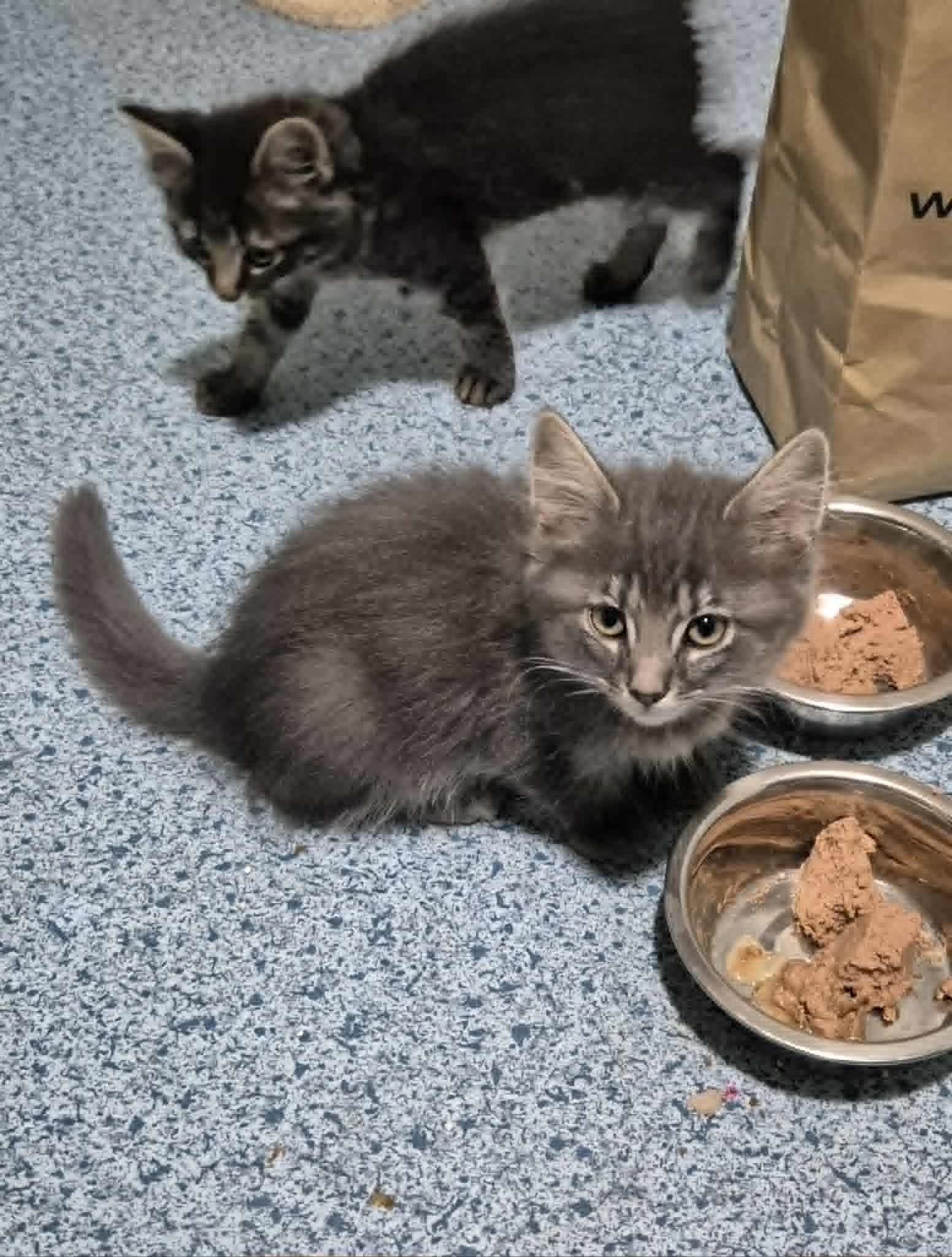 Omplasseringshjelpen for katter's image